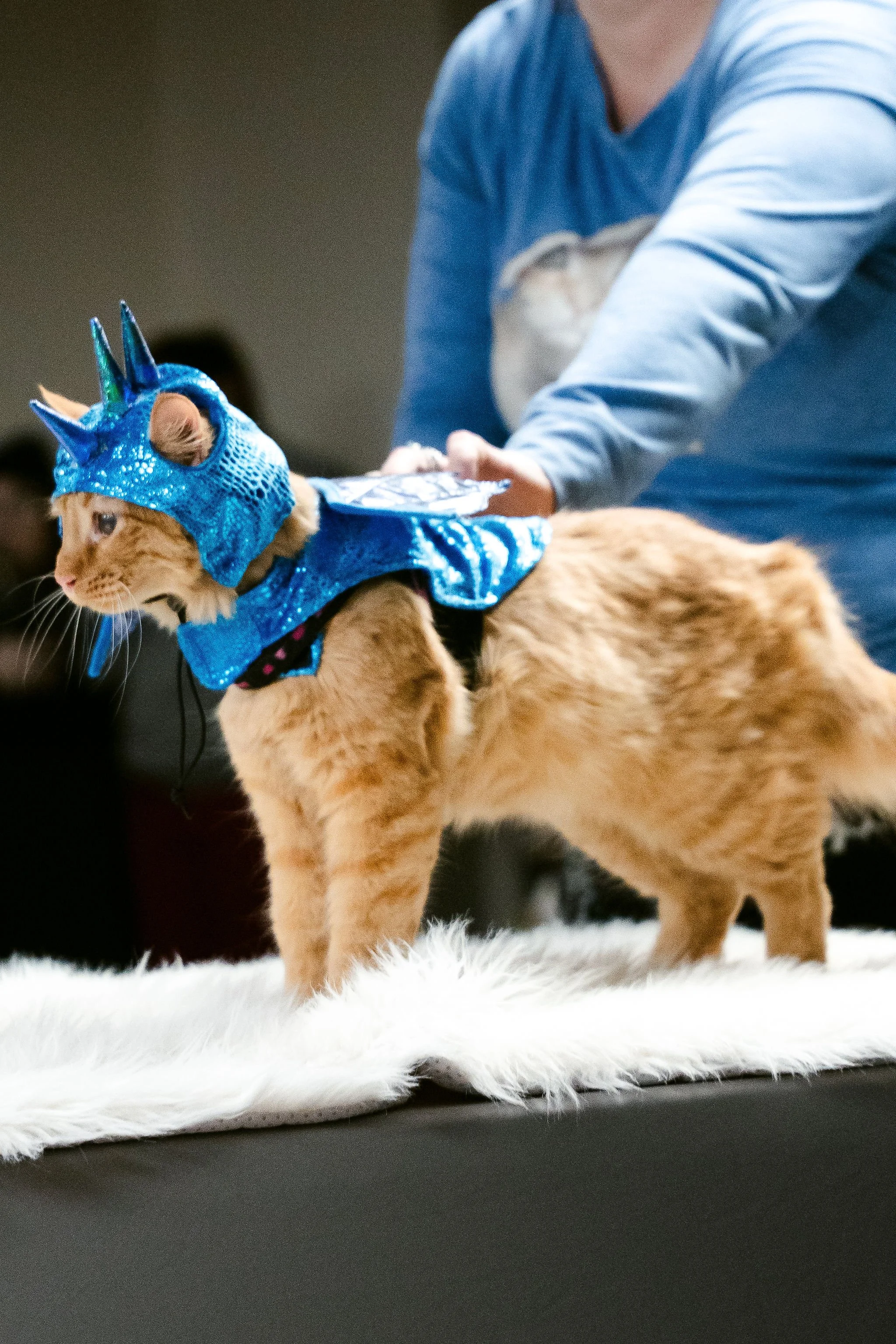 meow mania best dressed-4.jpg