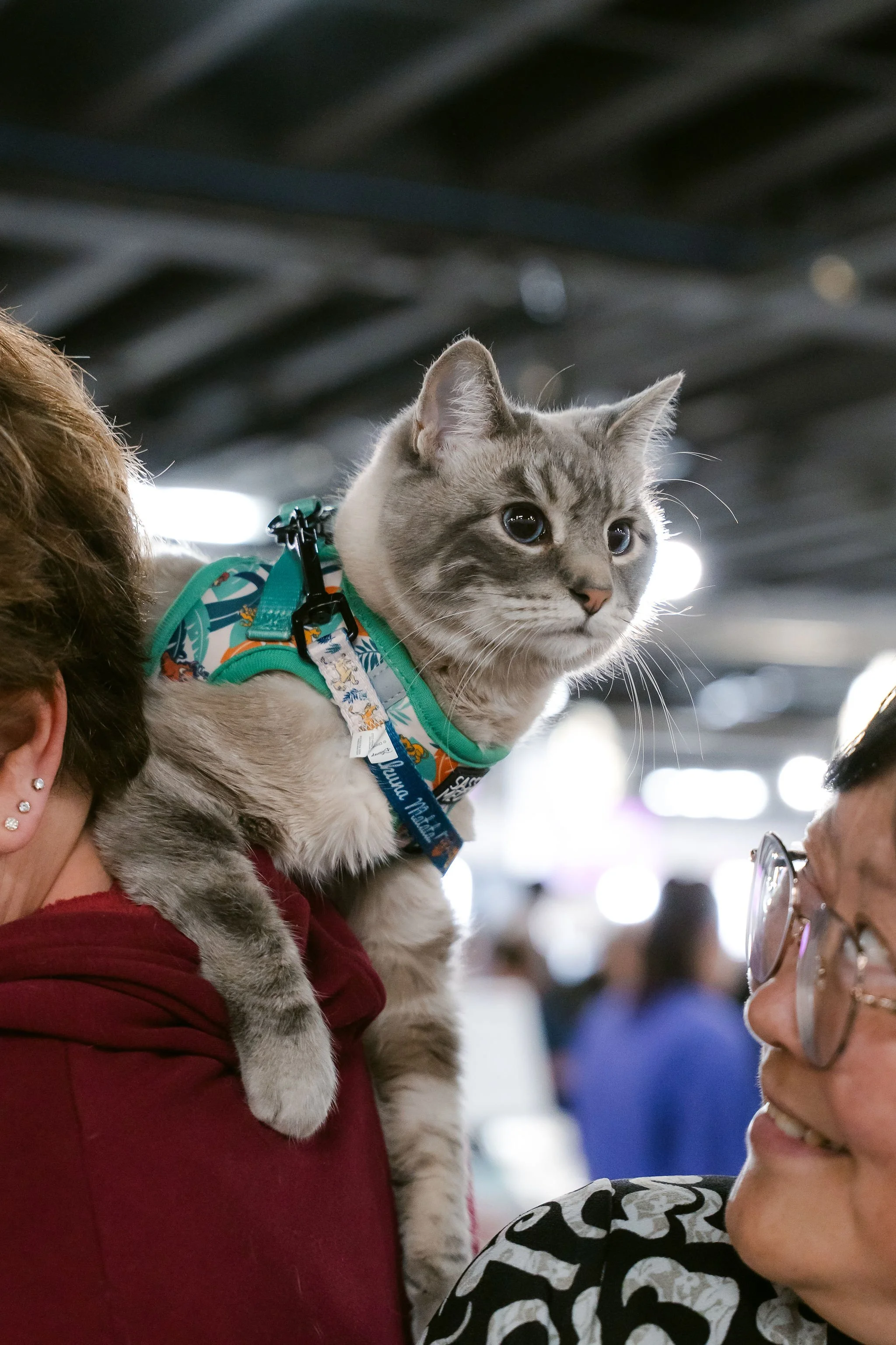 meow mania cats-44.jpg