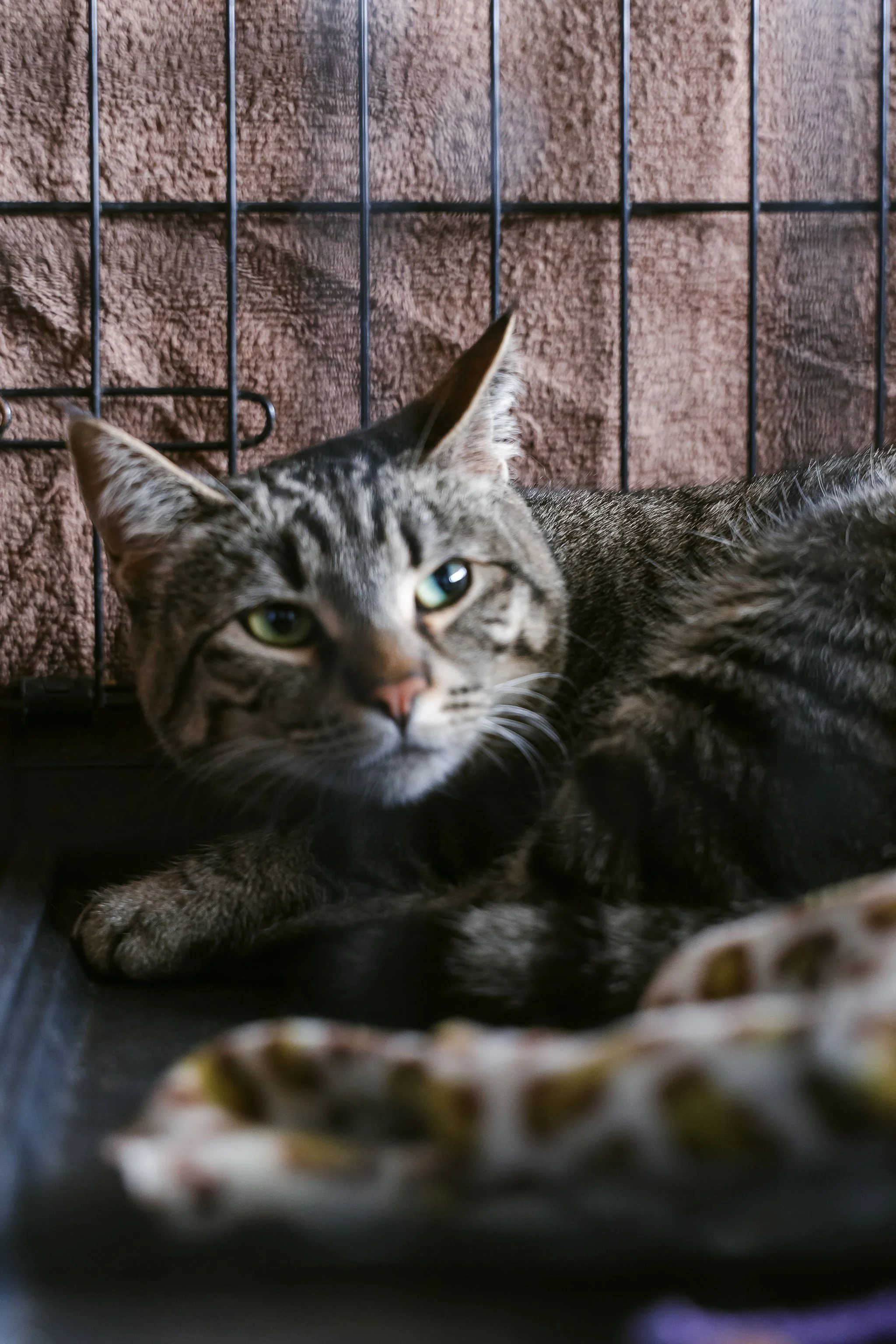 meow mania cats-13.jpg