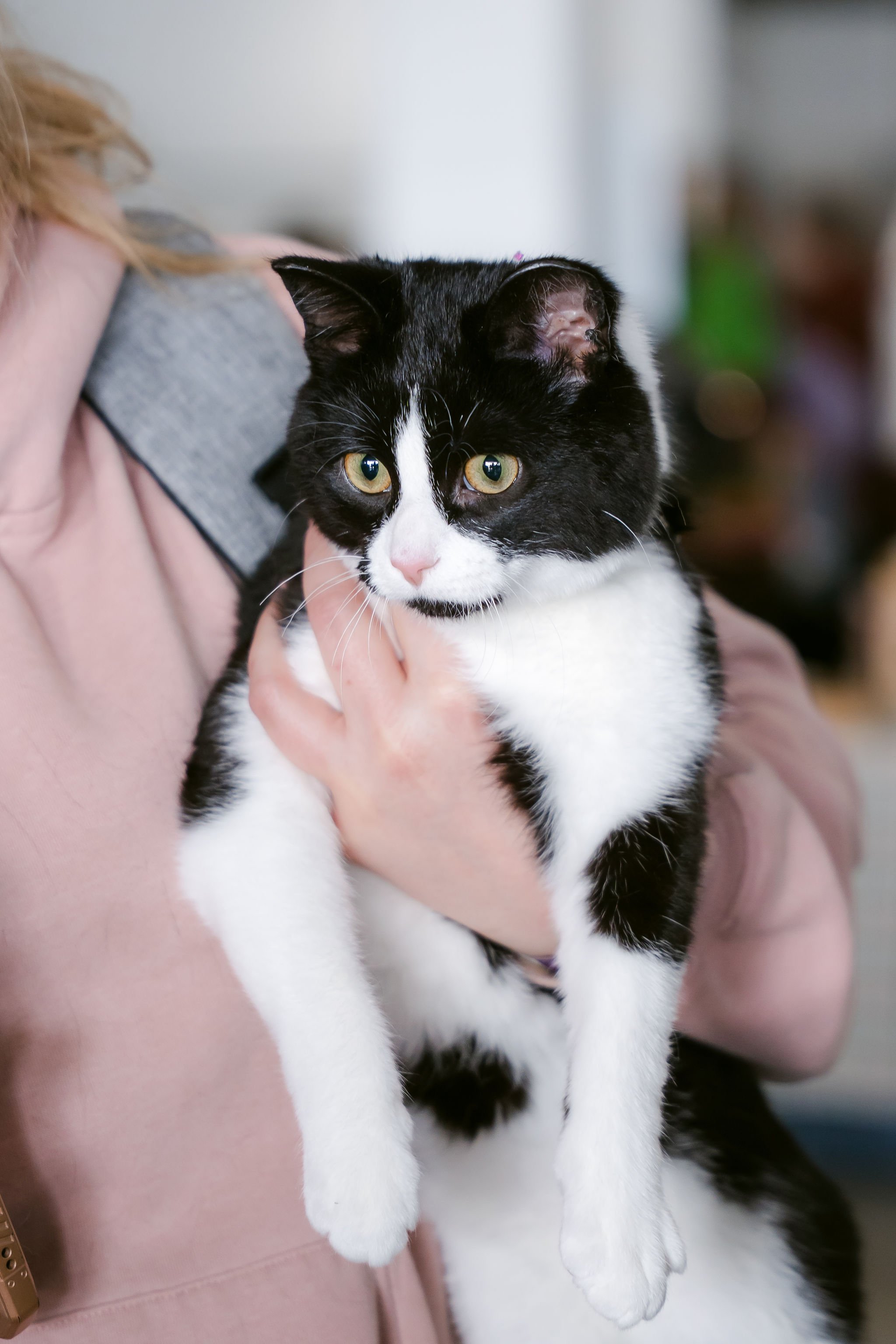 meow mania cats-46.jpg