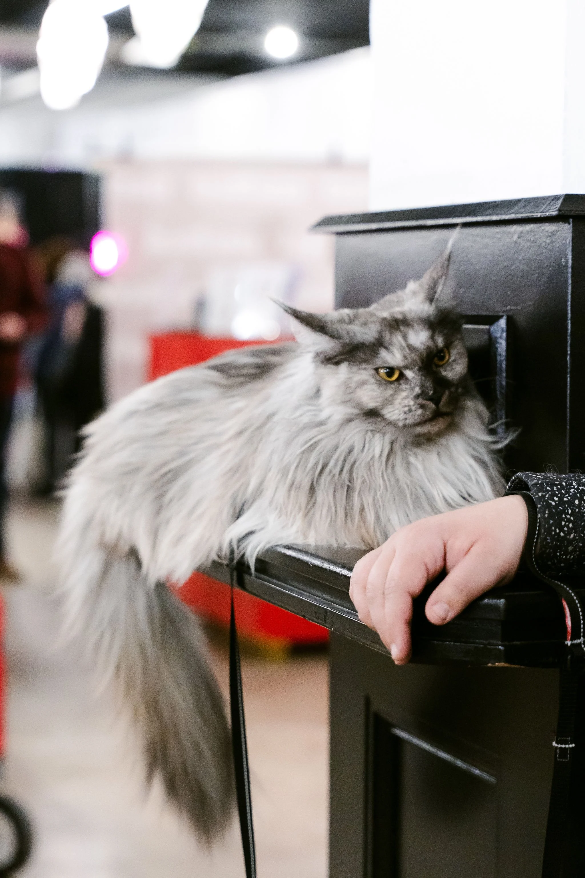 meow mania cats-31.jpg