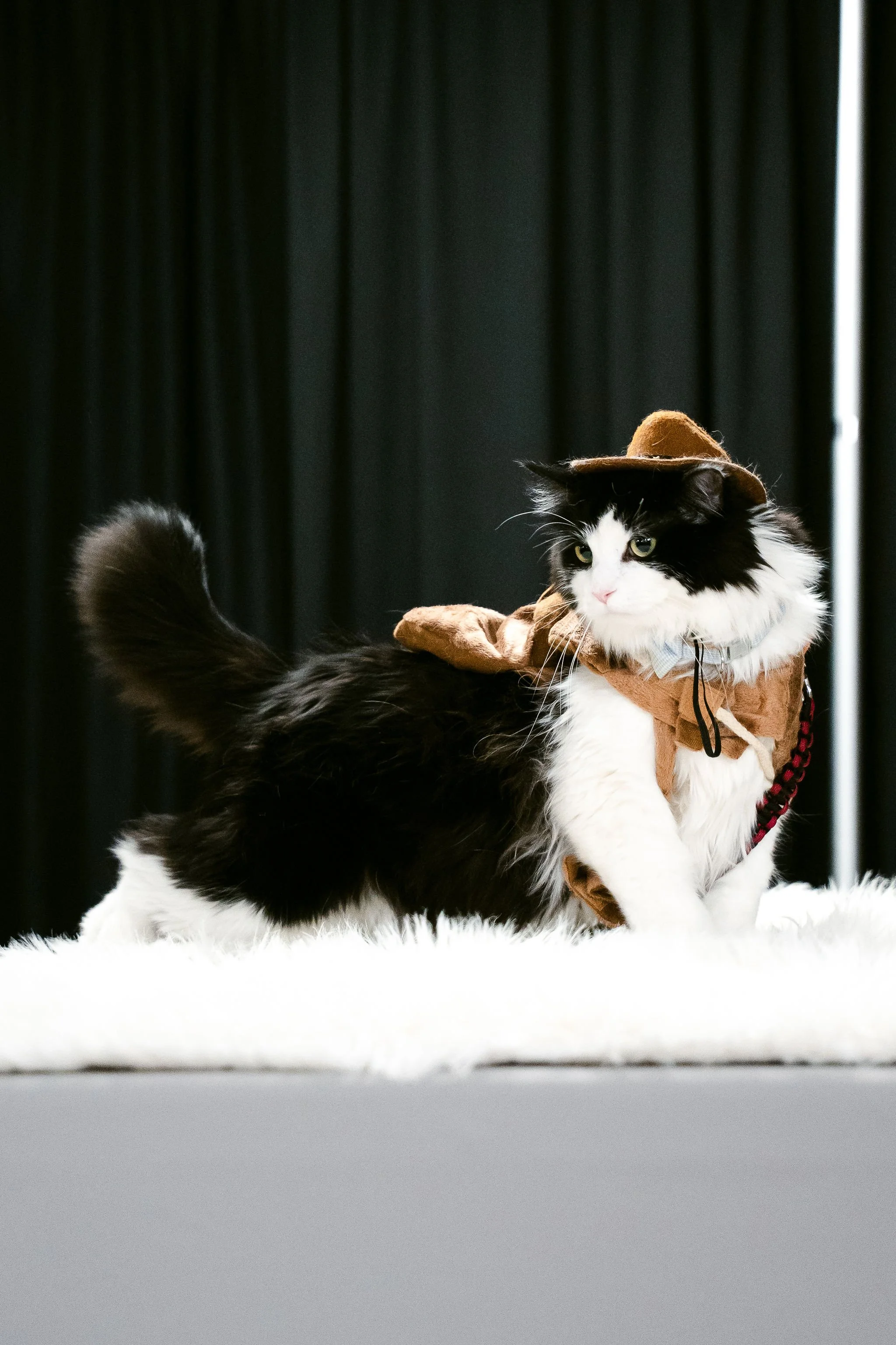 meow mania best dressed-23.jpg