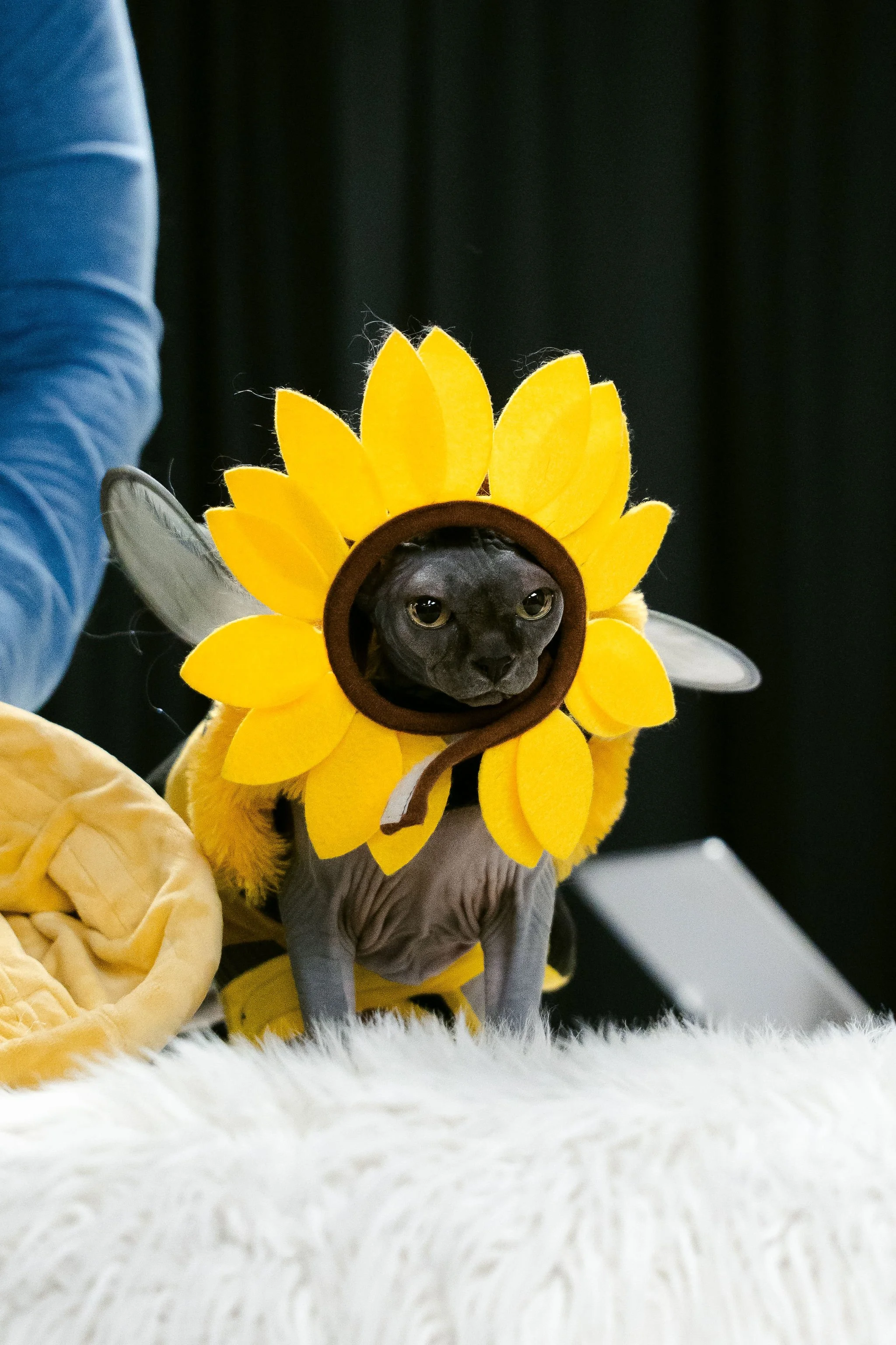 meow mania best dressed-6.jpg