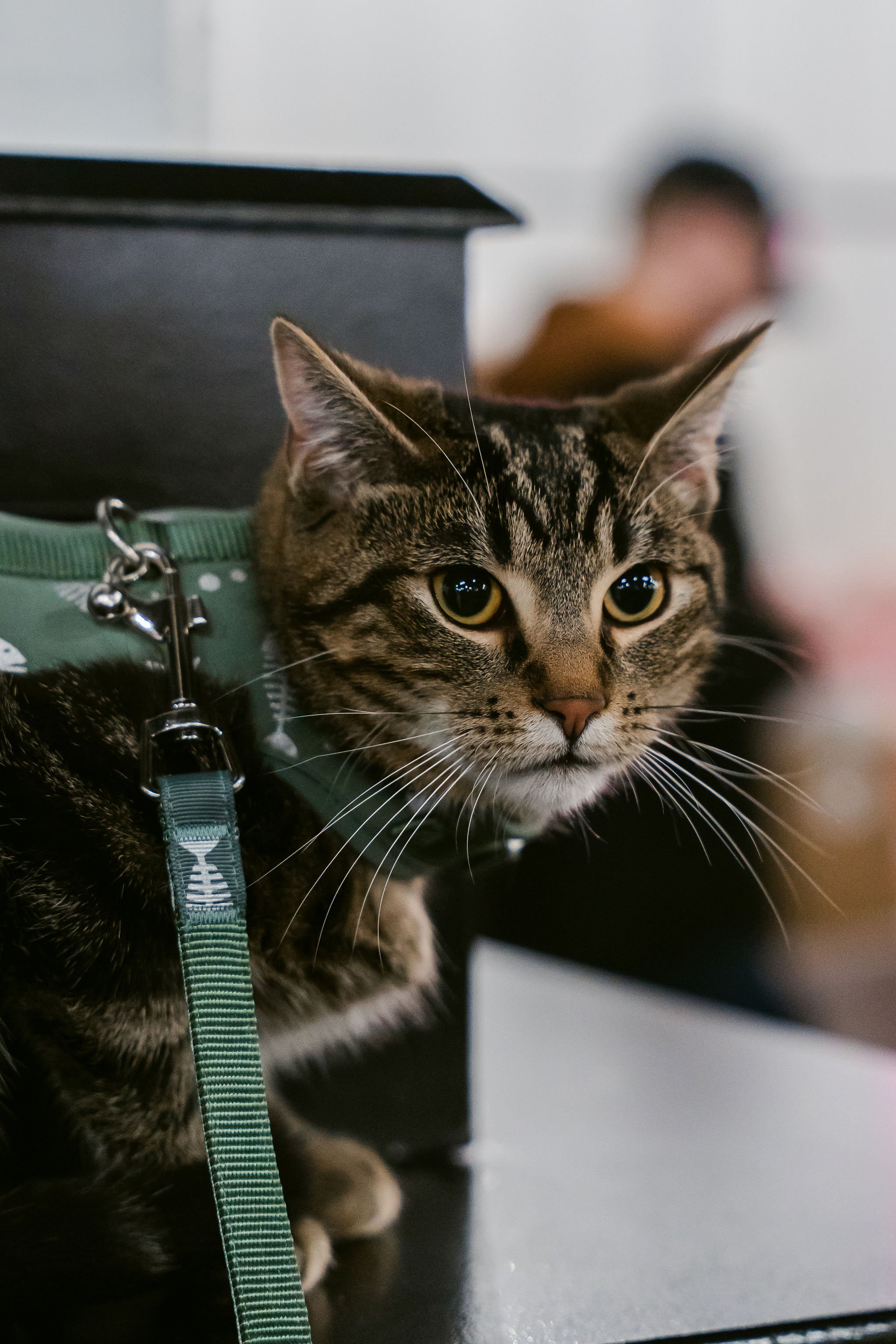meow mania cats-50.jpg