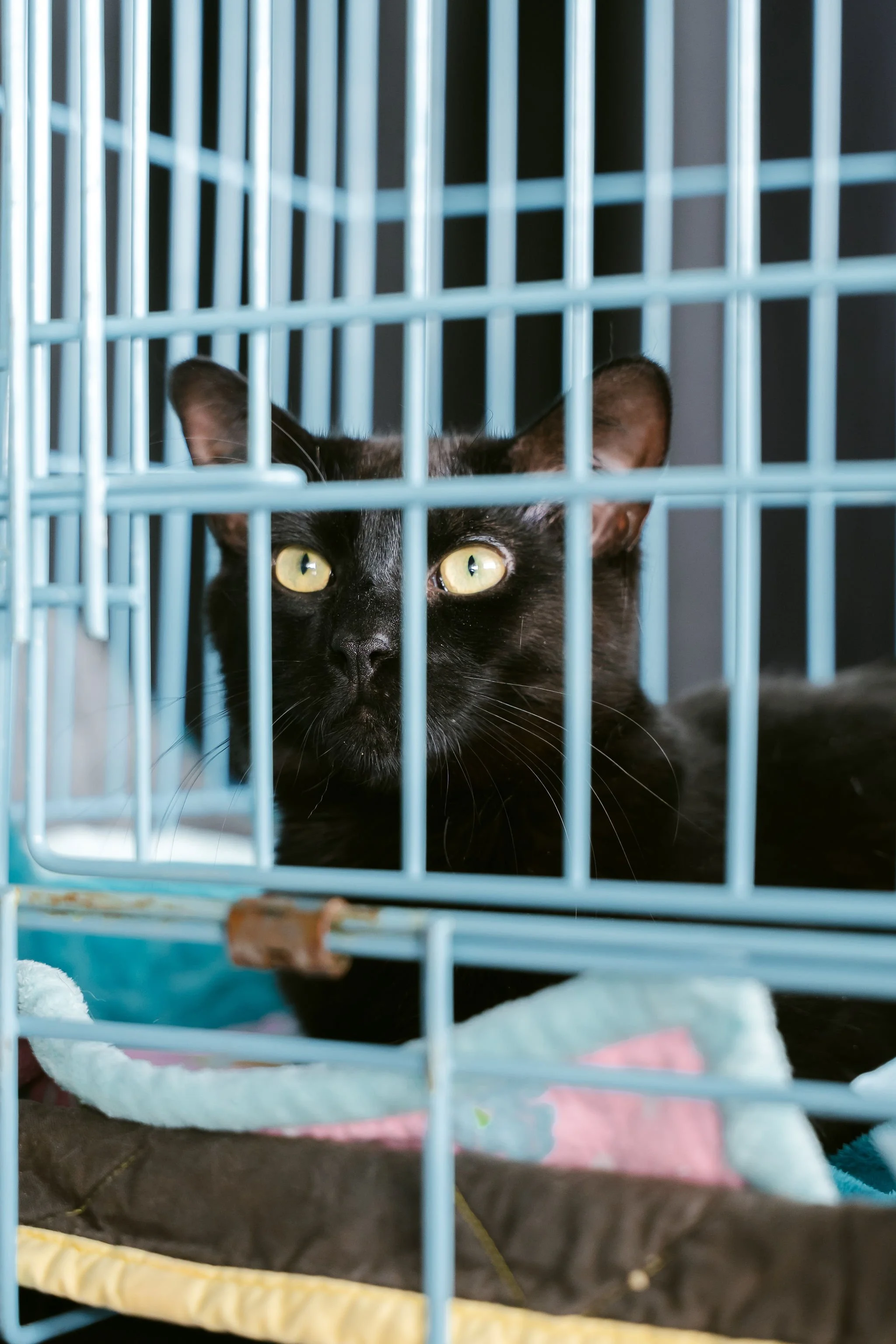 meow mania cats-17.jpg