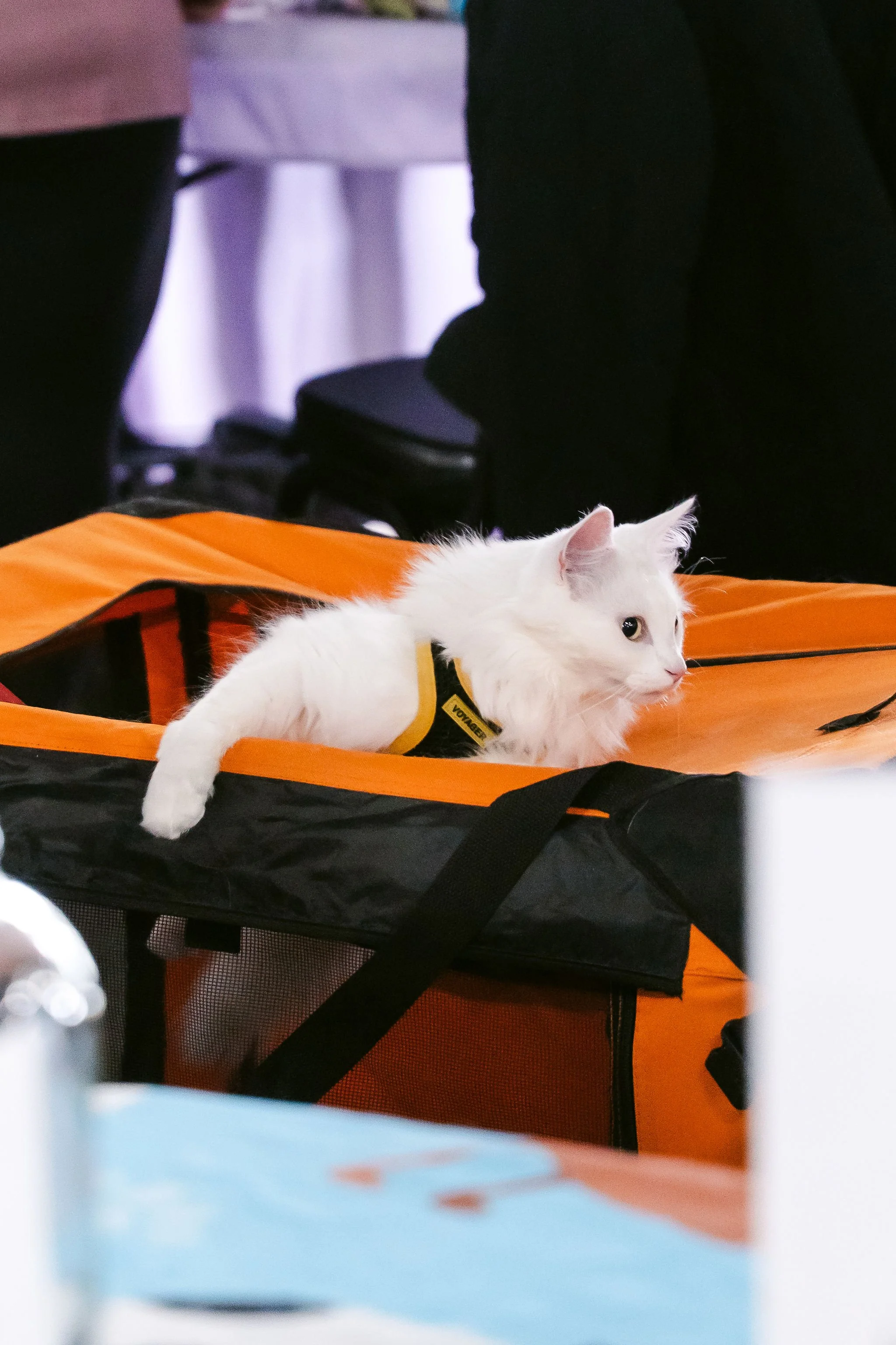 meow mania cats-38.jpg