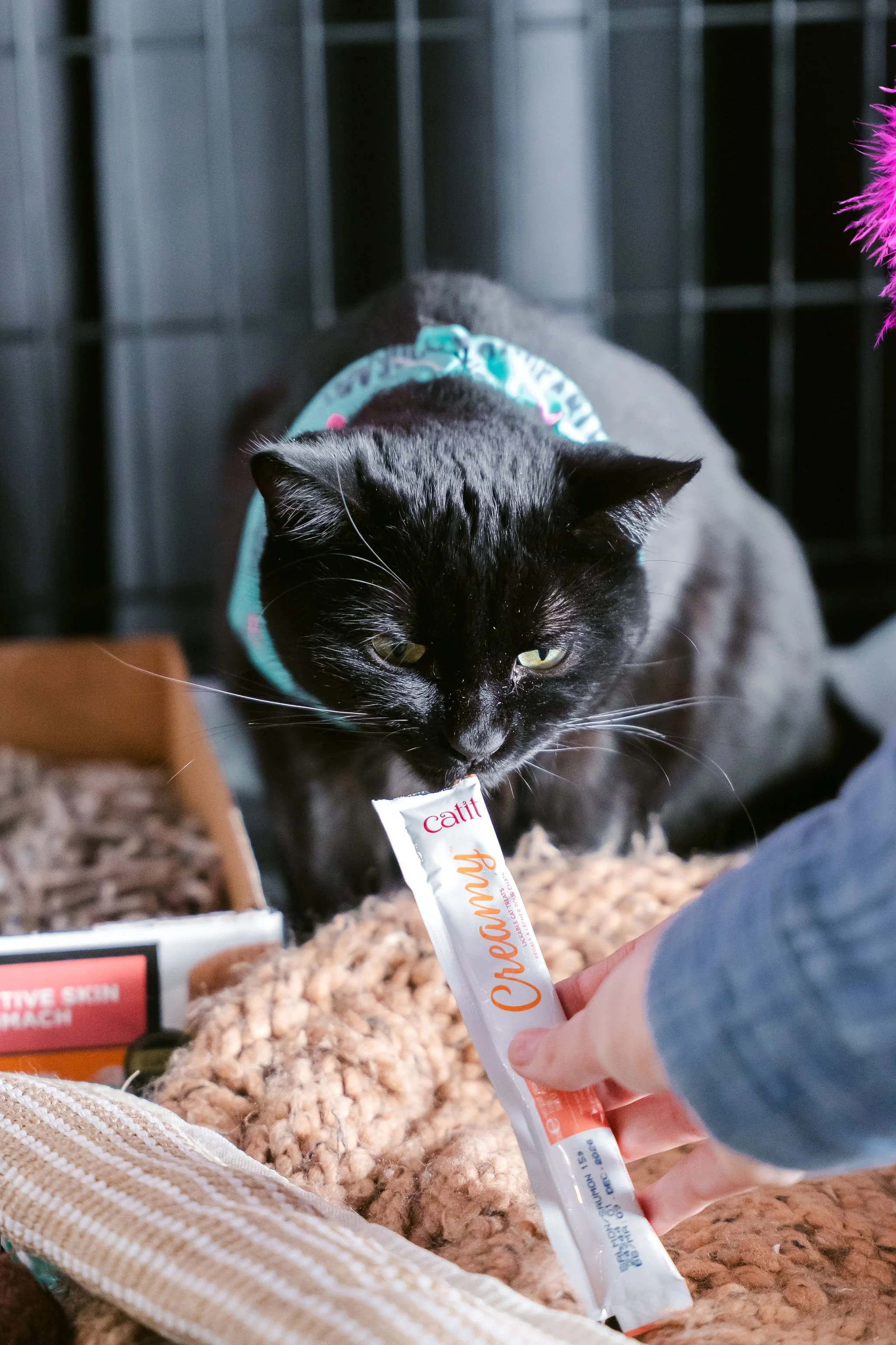 meow mania cats-14.jpg