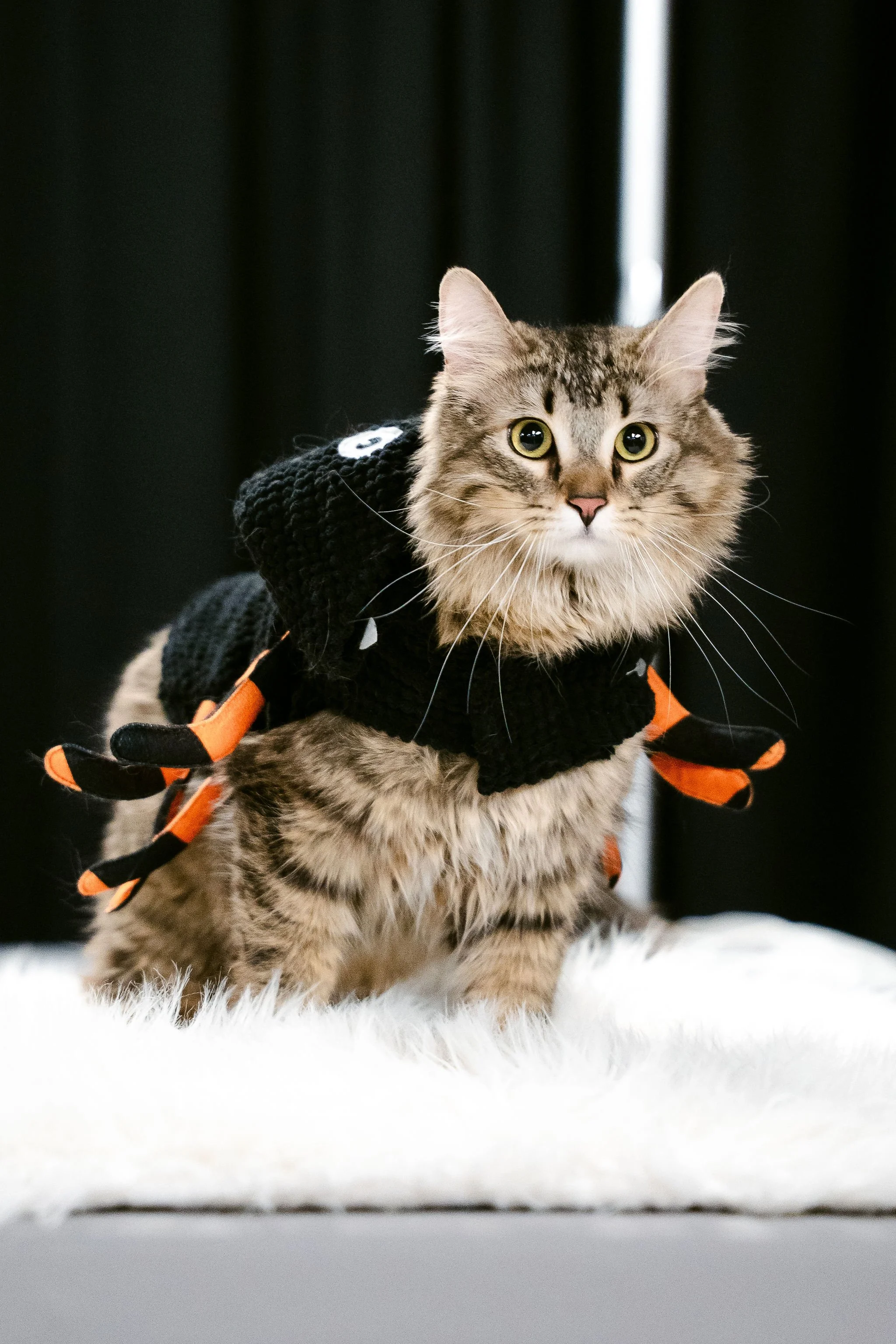meow mania best dressed-19.jpg