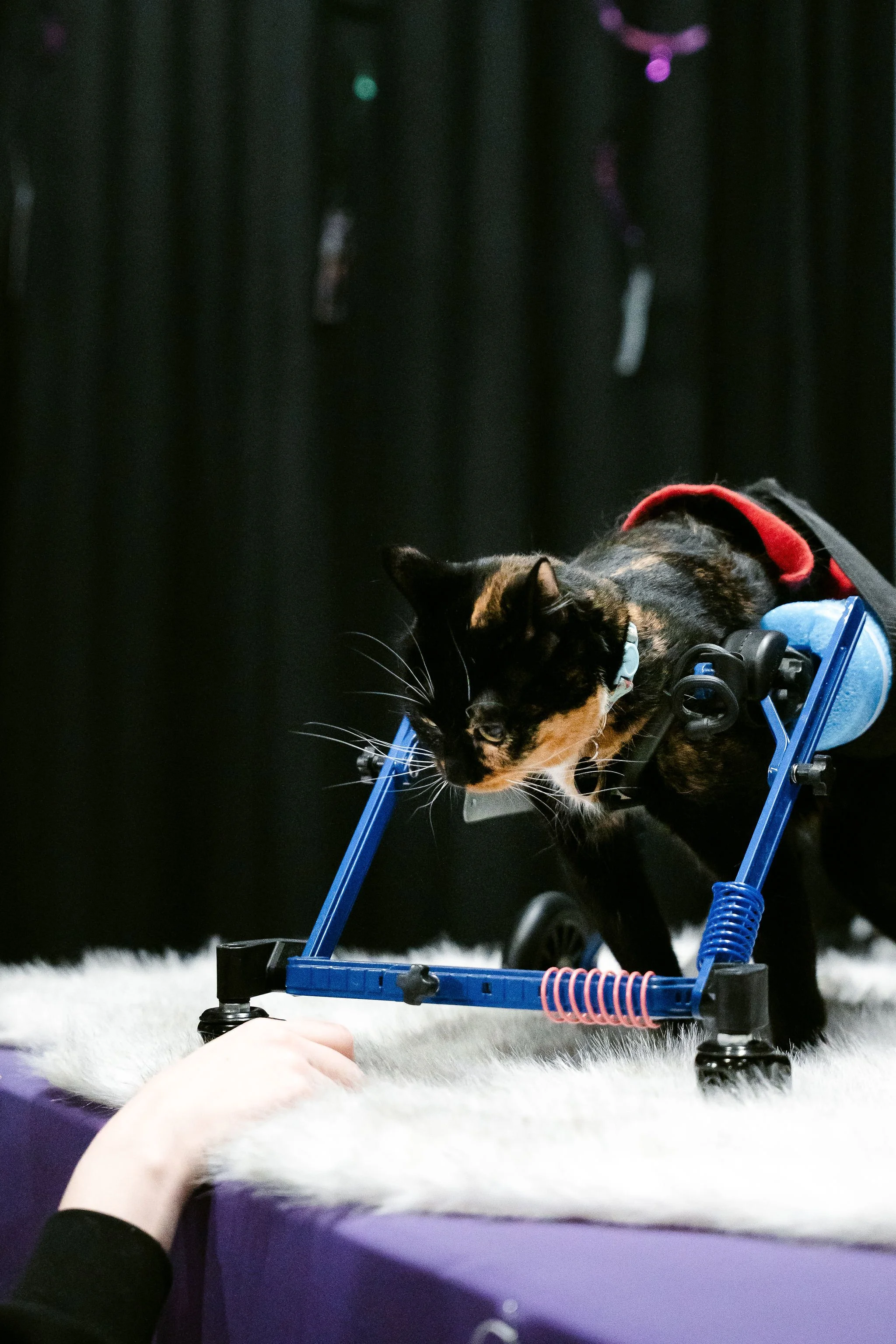 meow mania cats-62.jpg