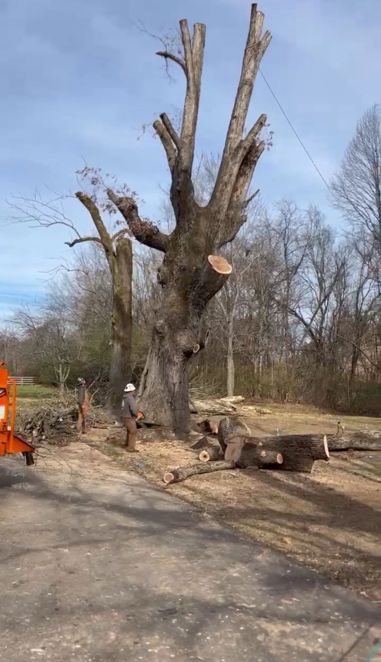 Expert tree removal in Columbia, Spring Hill, TN