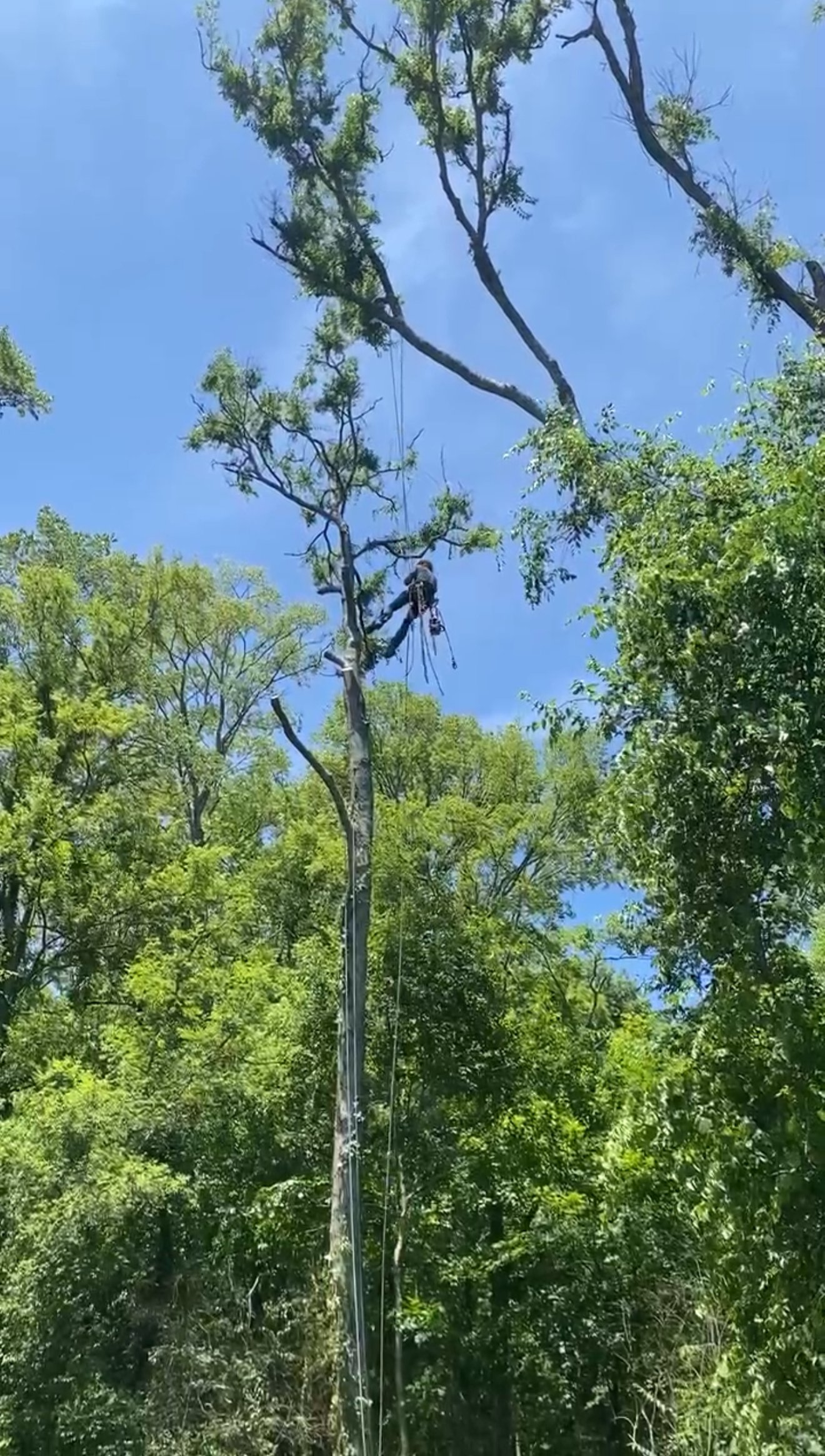 Professional tree trimming in Columbia, Spring Hill, TN