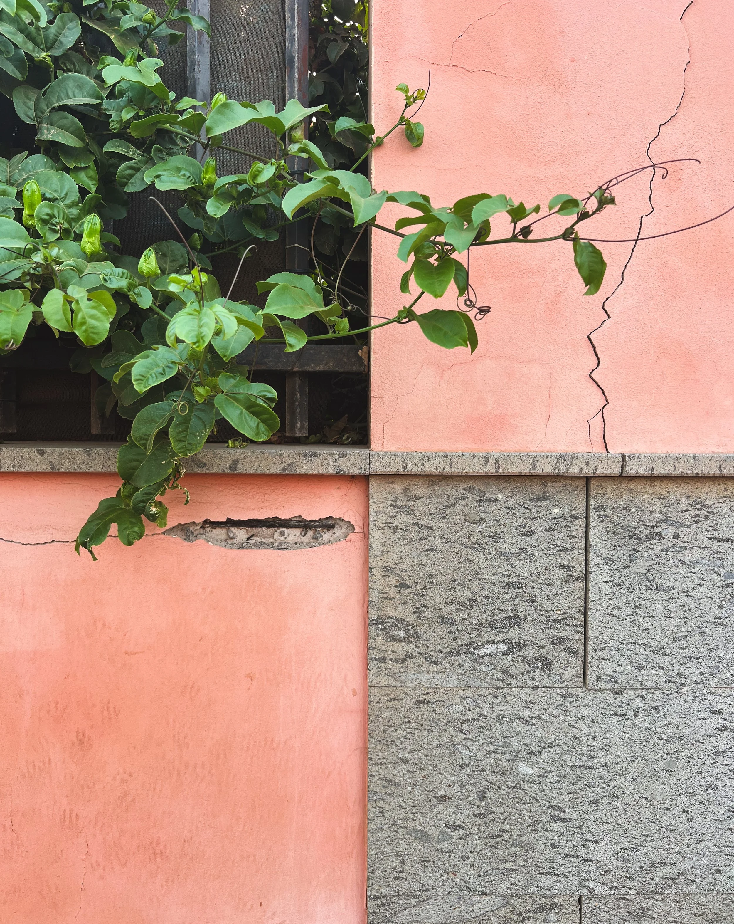 Green passionflower vine growing across a cracked pink stucco wall beside a stone-clad building
