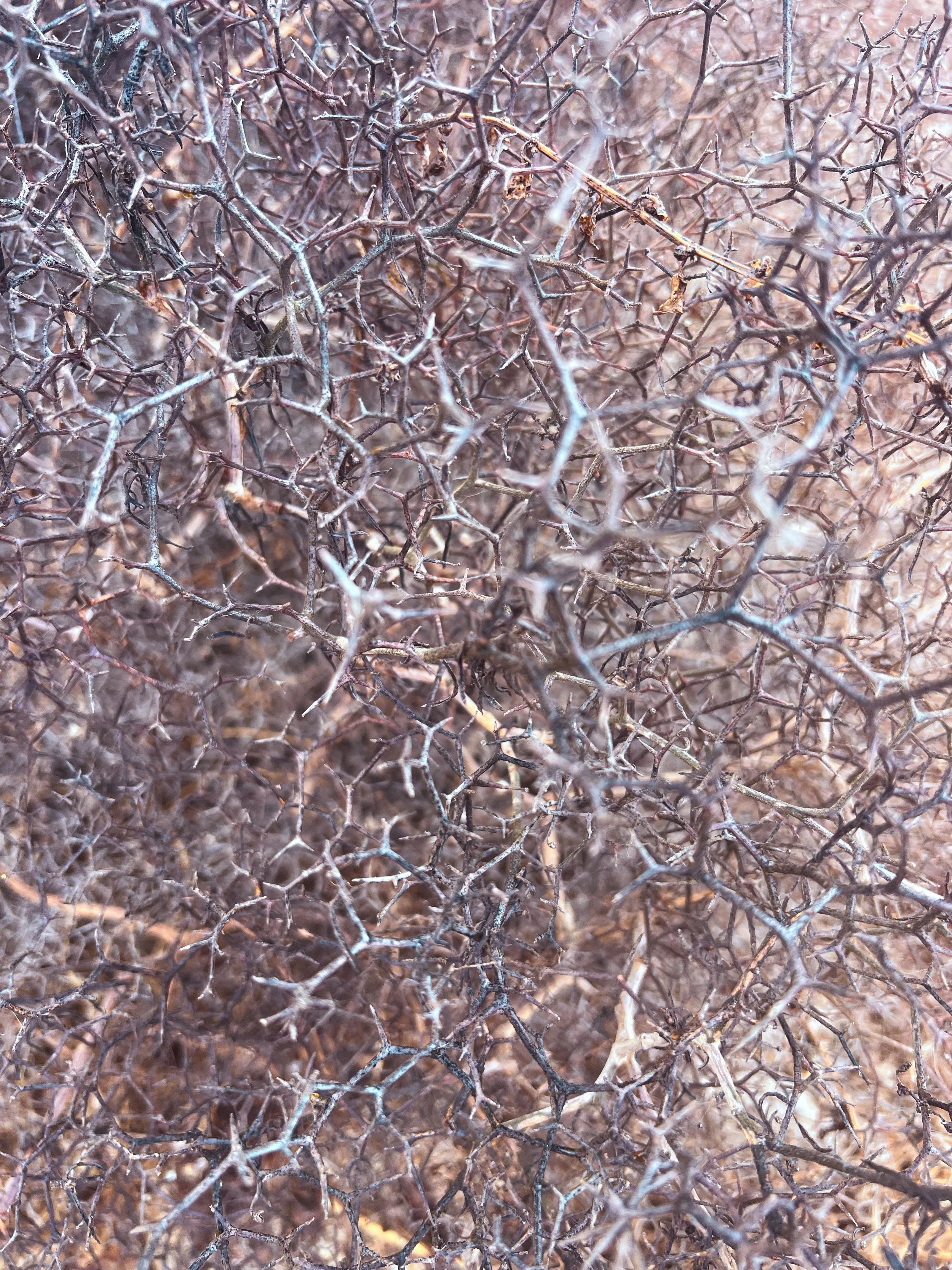 Close-up of a dense tangle of bare, thorny branches in muted brown and gray tones