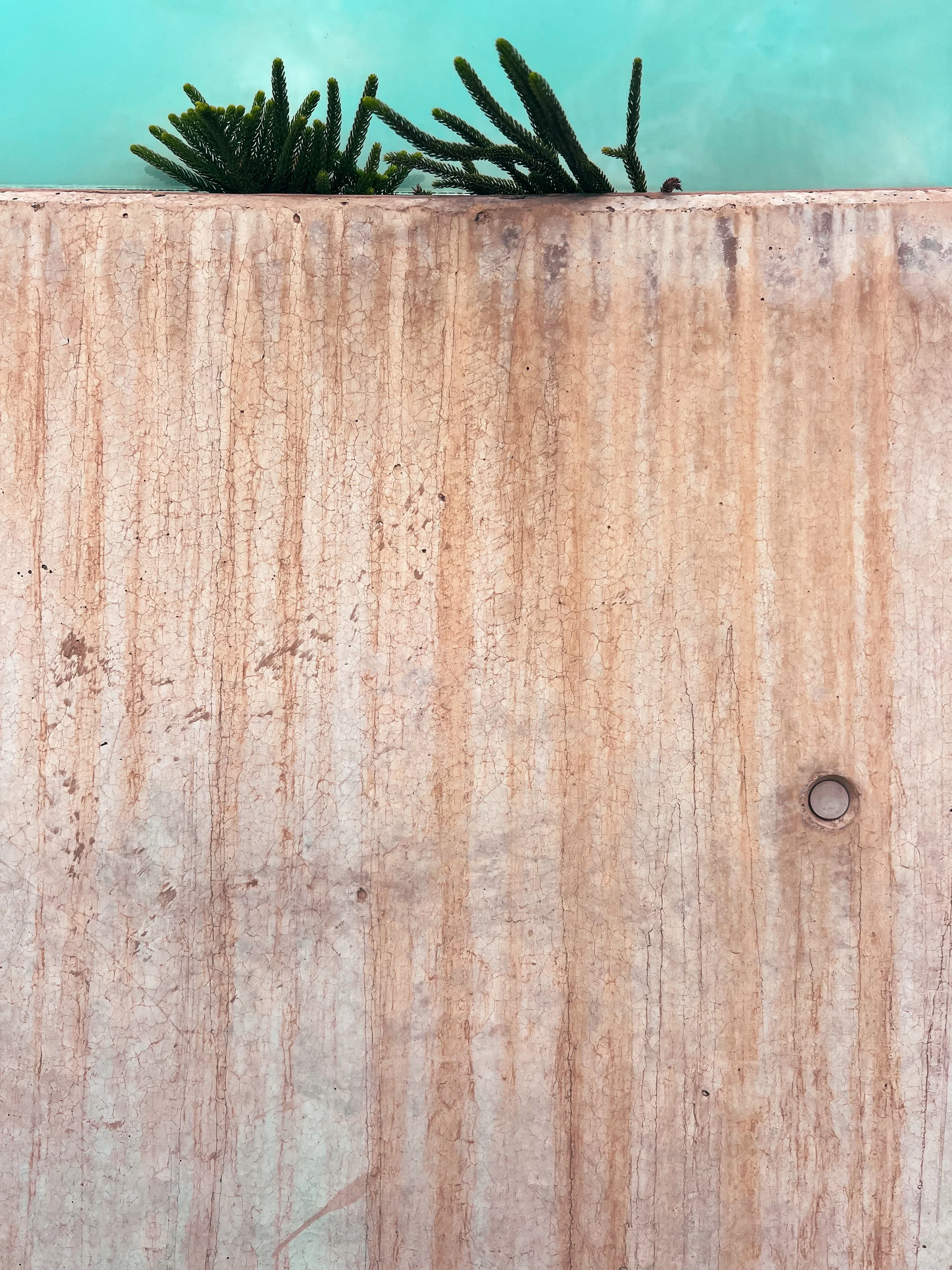 Green succulent plants in a weathered pink concrete planter against a turquoise wall
