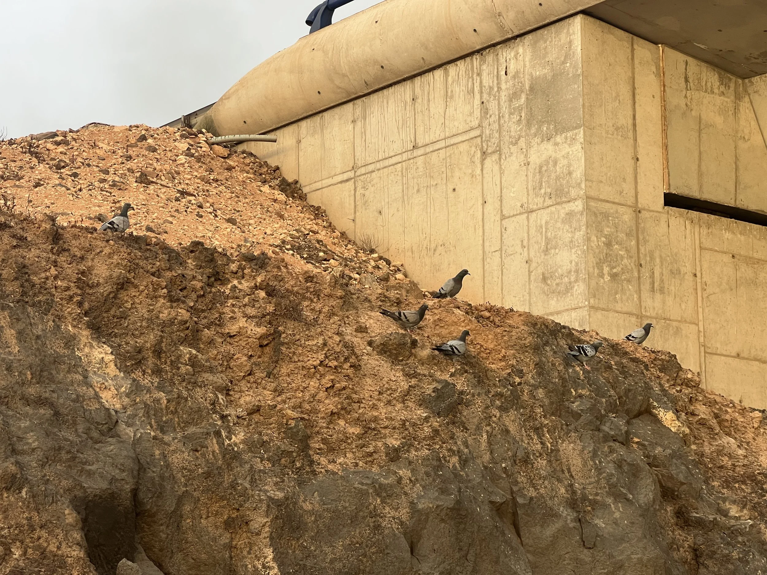 Five pigeons perched on rocky terrain beneath a concrete overpass.
