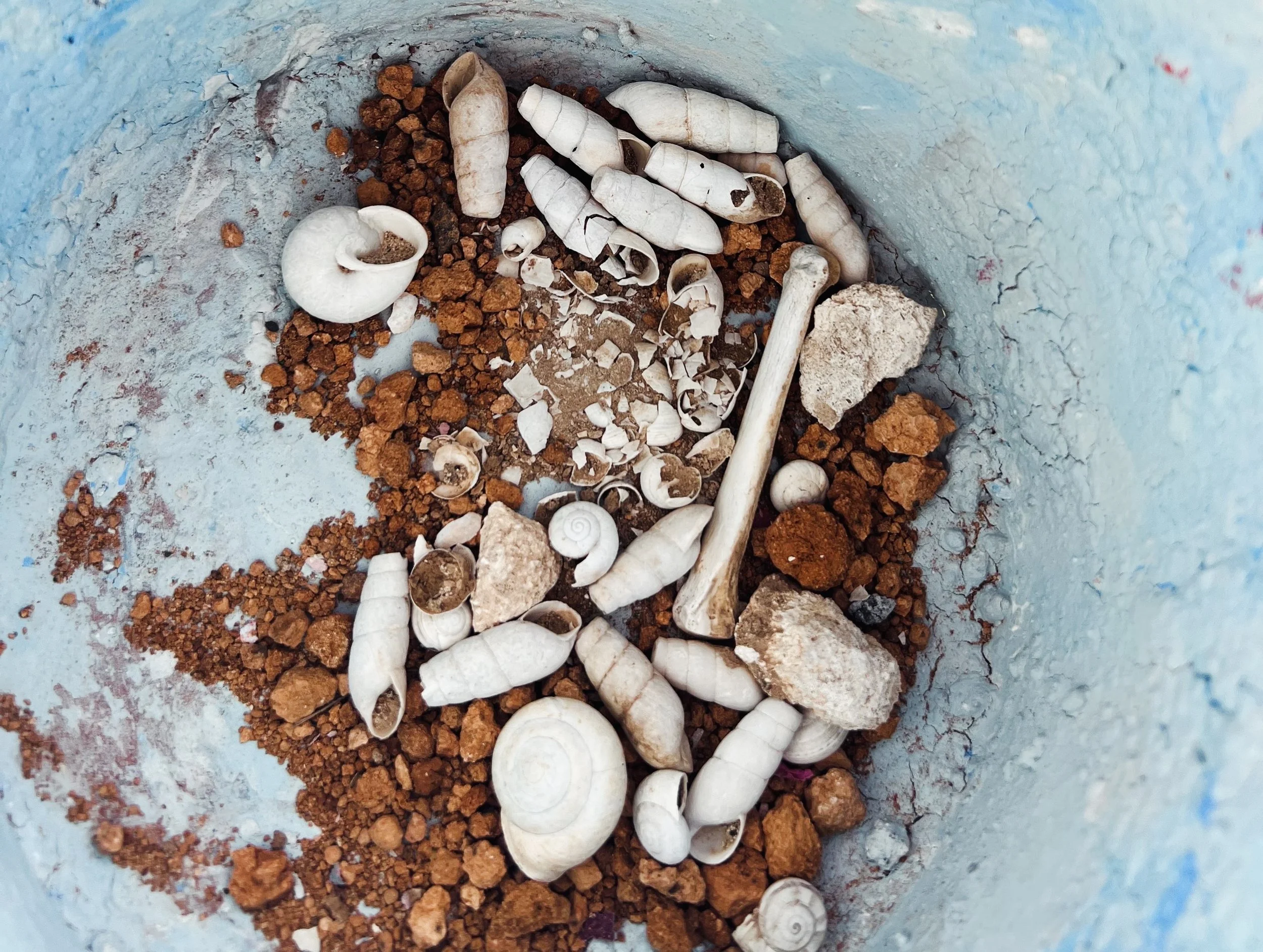 Collection of seashells and small rocks on a surface with a grayish background.