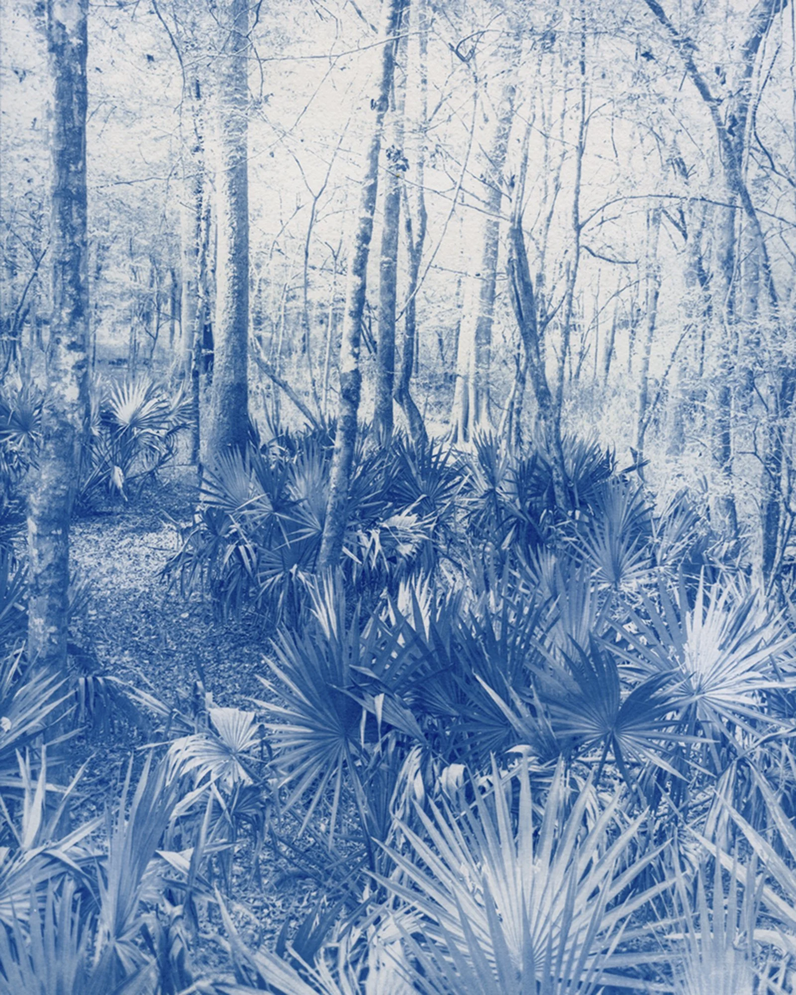 Congaree Wilderness 11x14