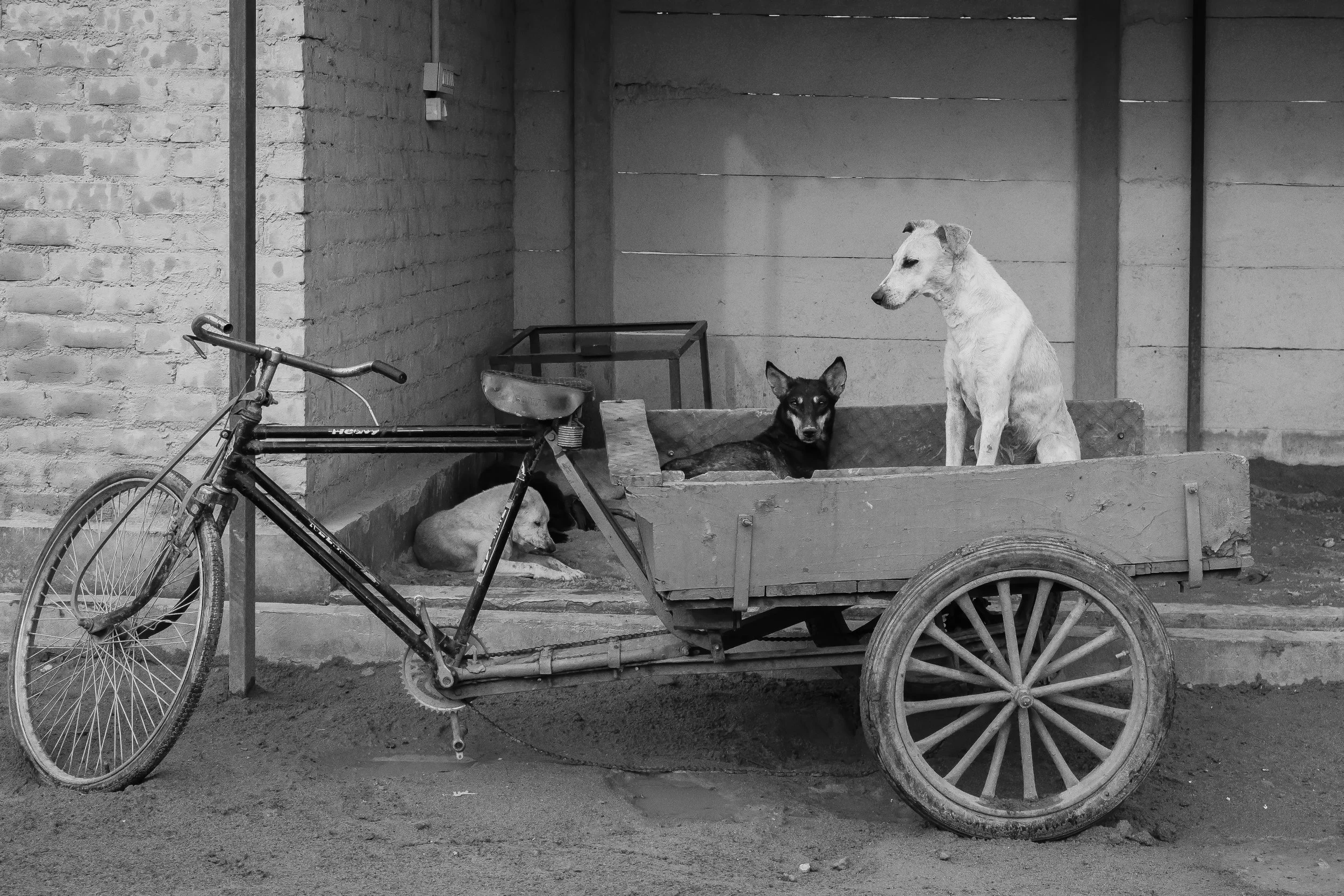 Three dogs, two in a dog cart and one lying on the ground, in front of a brick wall and wooden fence.