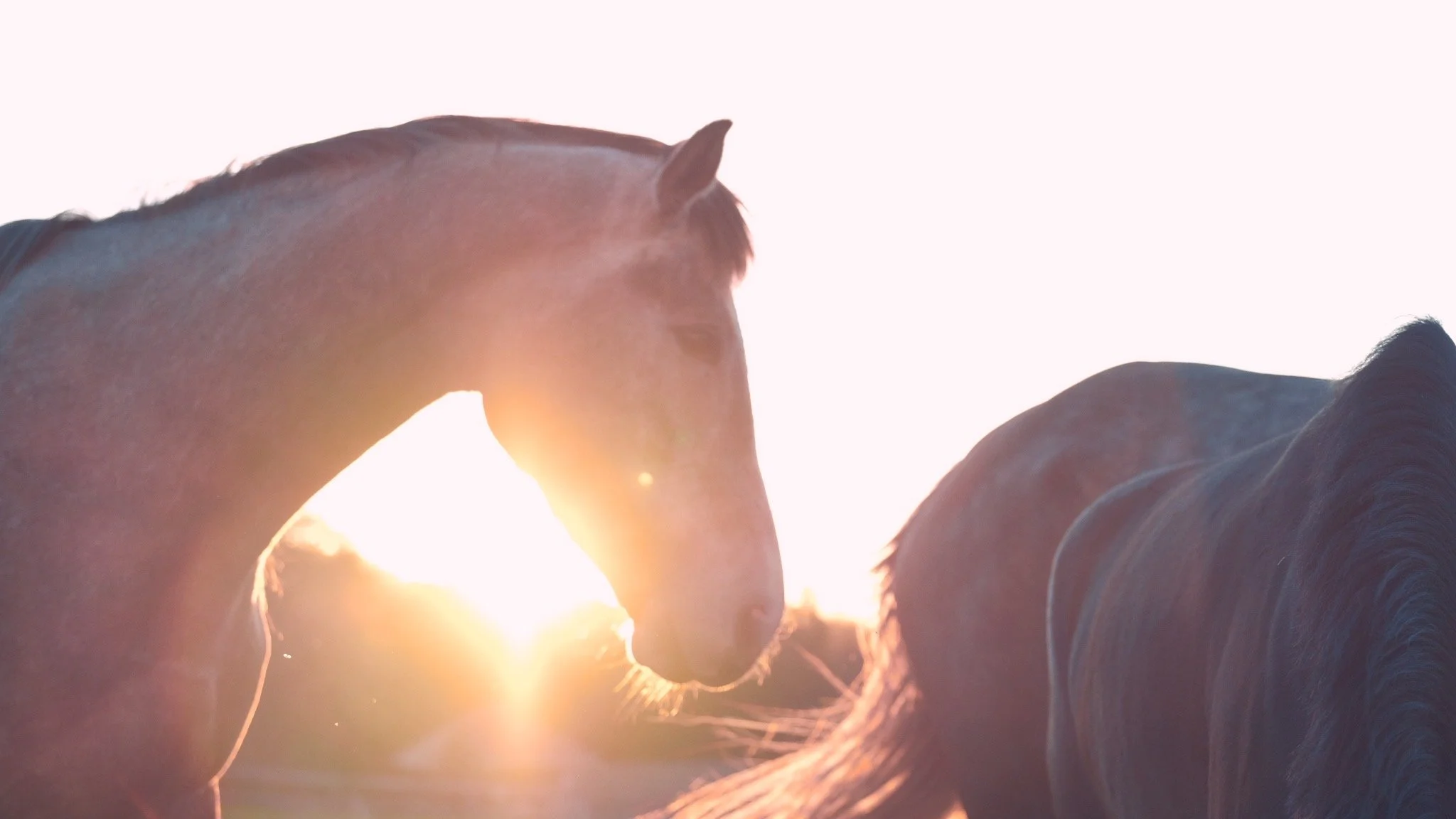 © Jessica Potenza 2025