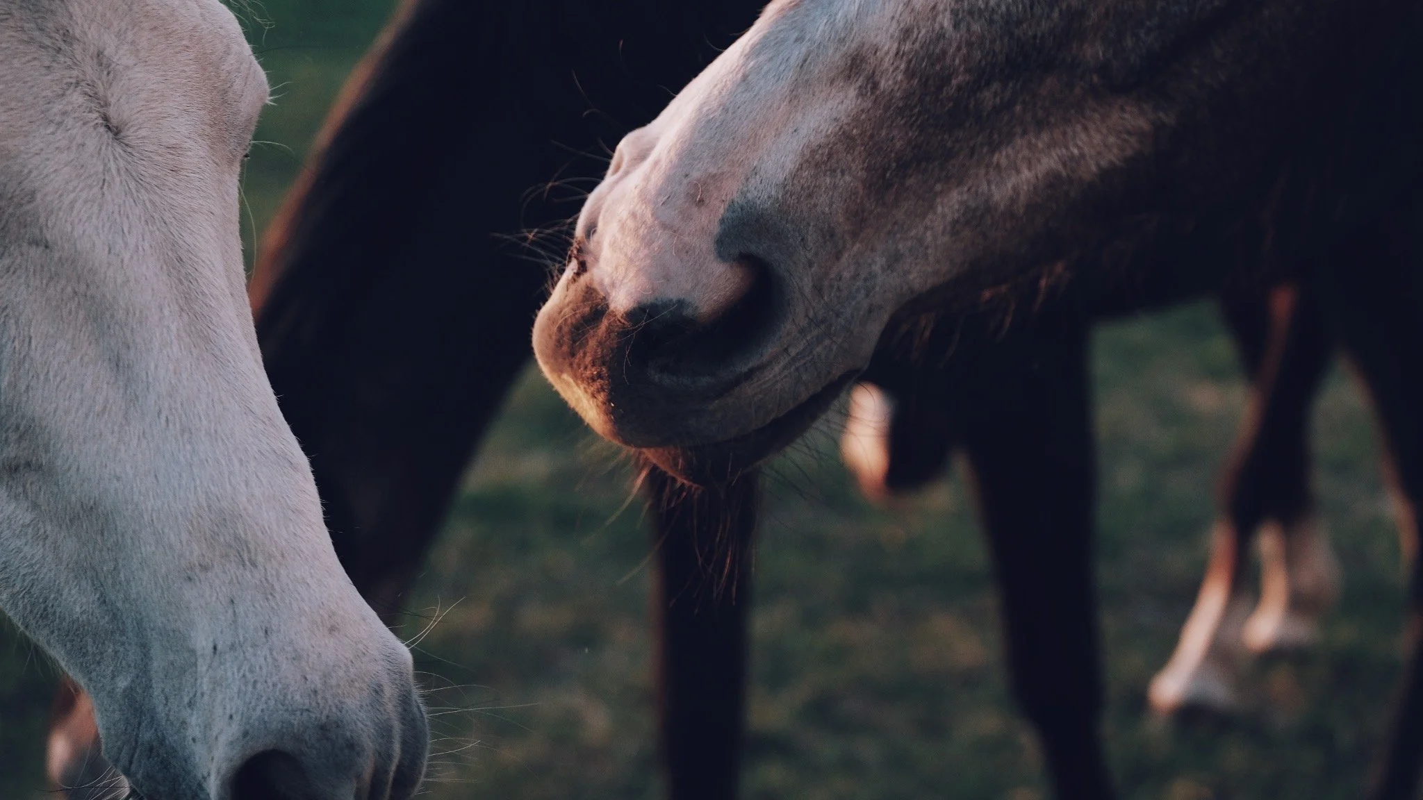 © Jessica Potenza 2025