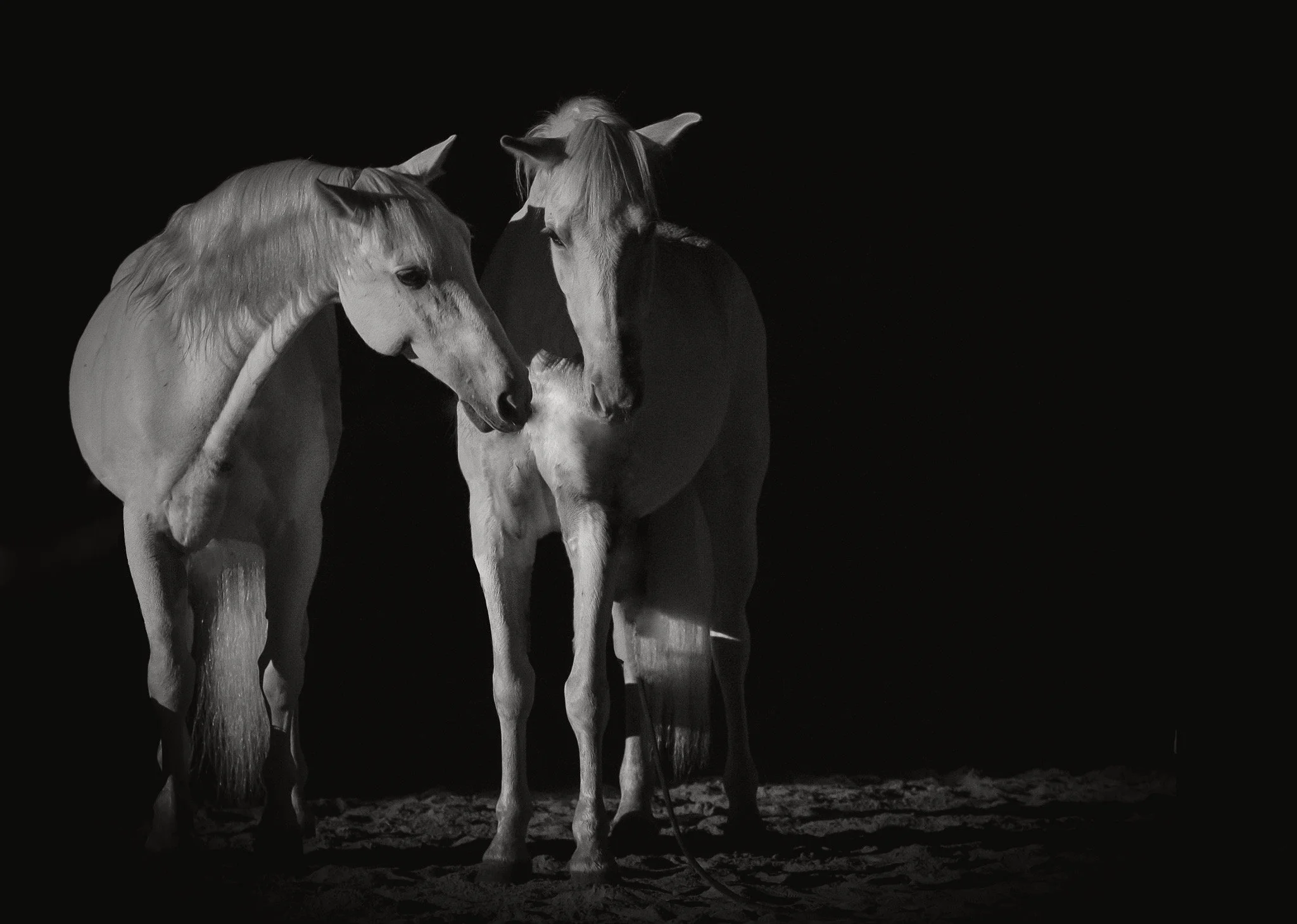 © Jessica Potenza 2025