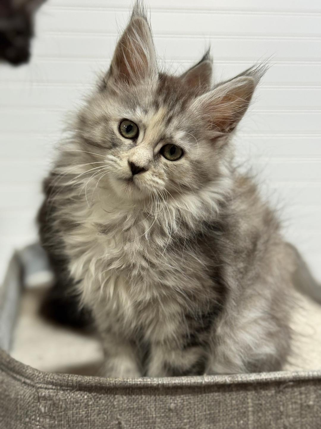 A fluffy gray Maine Coon kitten with white markings sitting on a gray fabric surface, looking directly at the camera with large, expressive eyes.