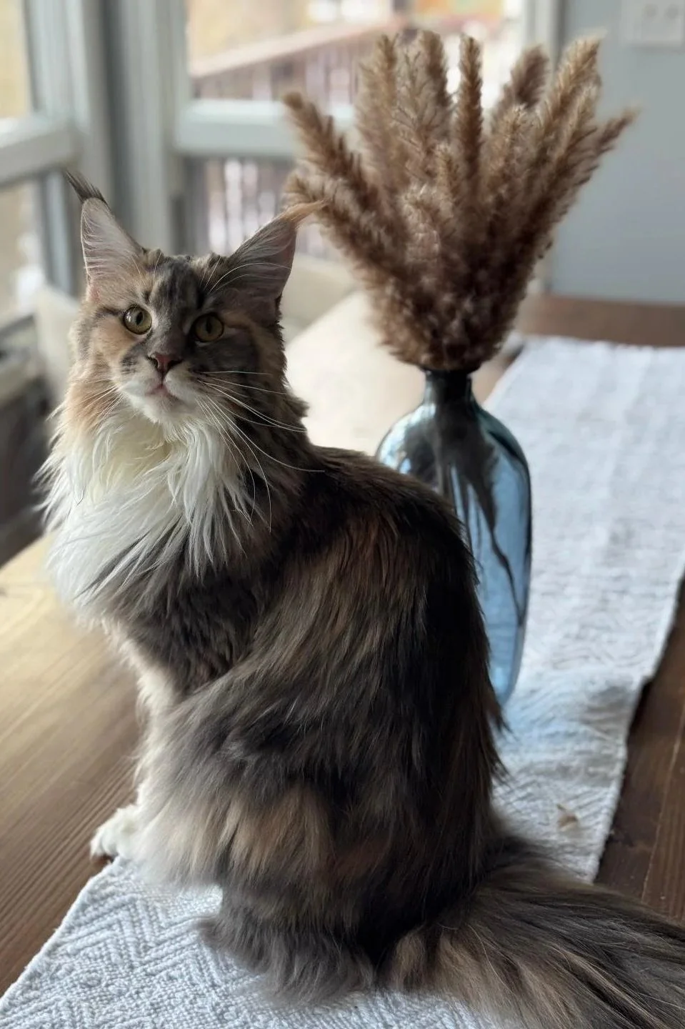 A long-haired blue Torbie with white Maine Coon with yellow eyes sitting on a white textured cloth on a wooden surface, next to a vase with dried pampas grass.