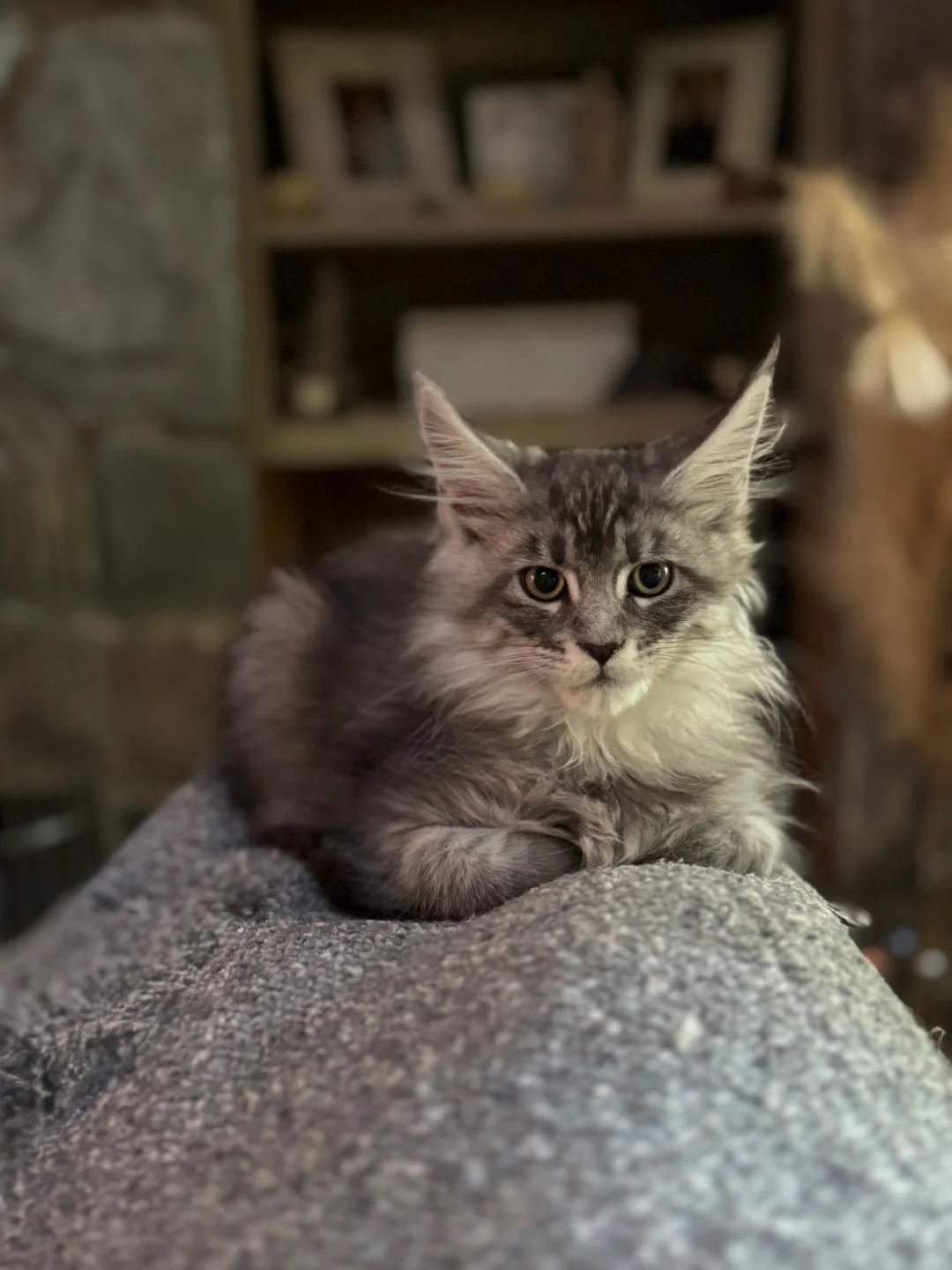 Gray Maine Coon  kitten with darker stripes resting on a gray textured surface, looking at the camera with large, alert eyes, in a cozy indoor setting.
