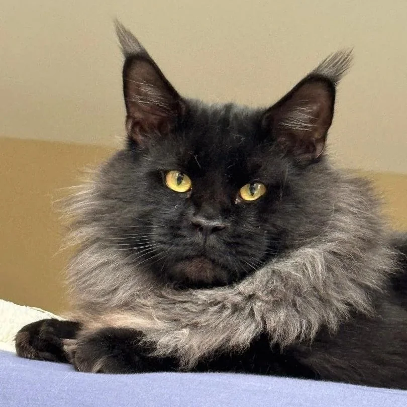 A black Maine Coon with yellow eyes and long, pointed ears, wearing a fluffy gray mane around its neck.