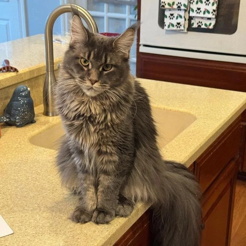 A long-haired blue tabby Maine Coon cat sitting on a kitchen countertop next to a sink, with a decorative ceramic bird figurine nearby.