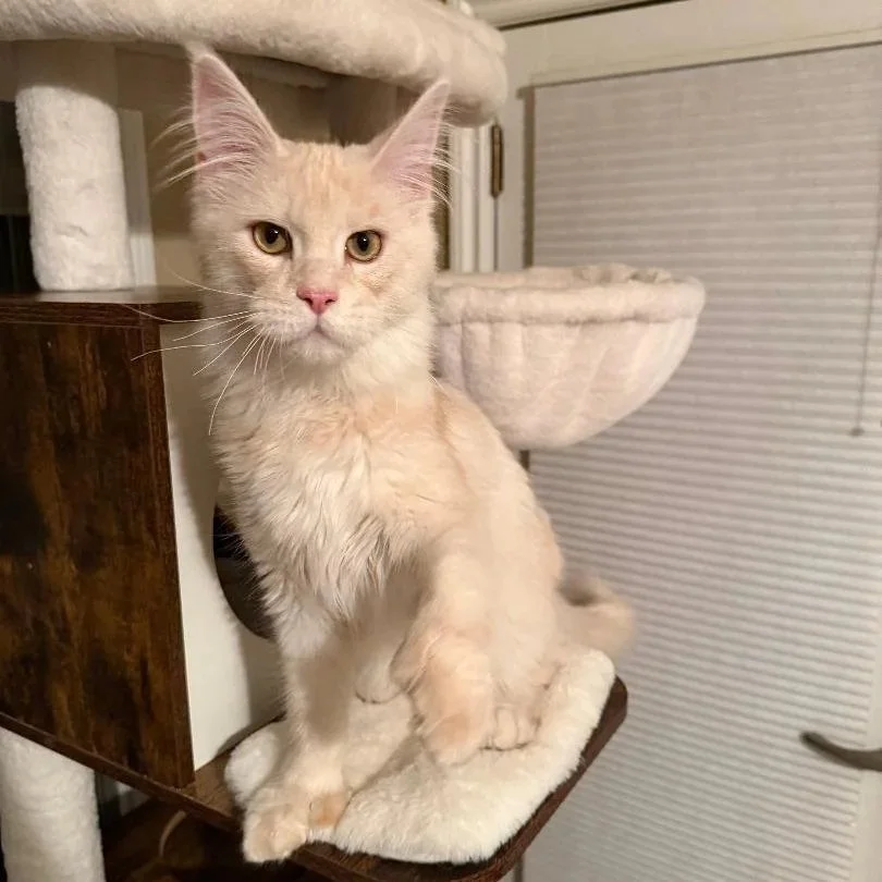 A young red Shaded , long-haired maine coon sitting on a plush white platform, with a beige cat tree in the background.