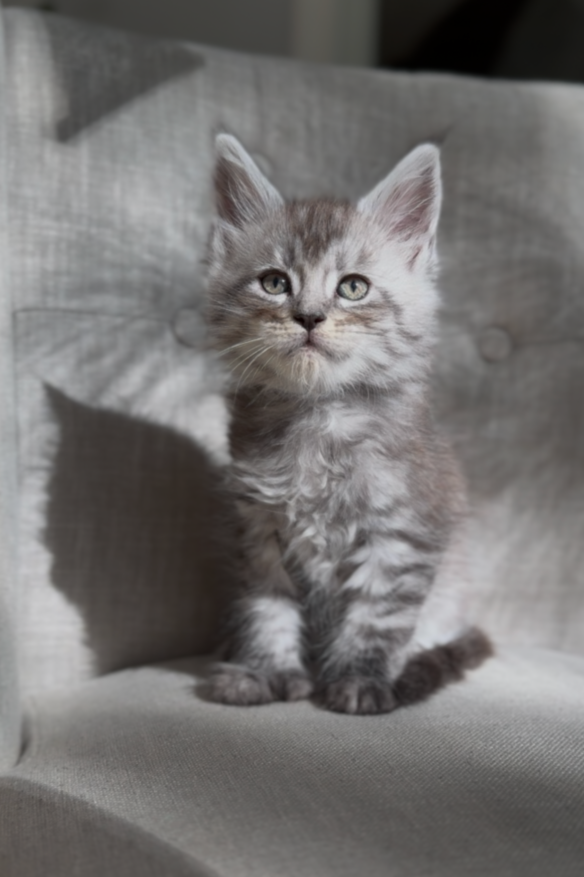 Black Silver  tabby Maine Coon kitten sitting on a light-colored chair, looking directly at the camera.