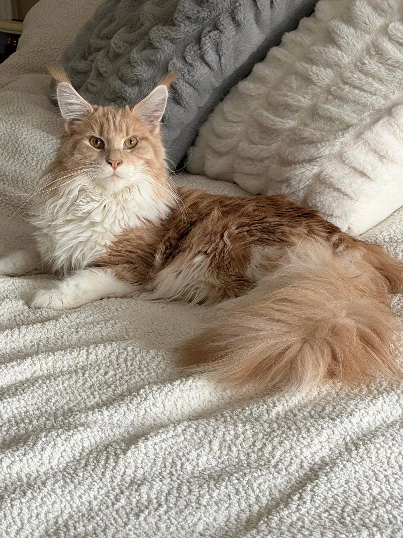 A fluffy orange and white Maine Coon lying on a cozy cream-colored blanket surrounded by textured gray and white pillows.