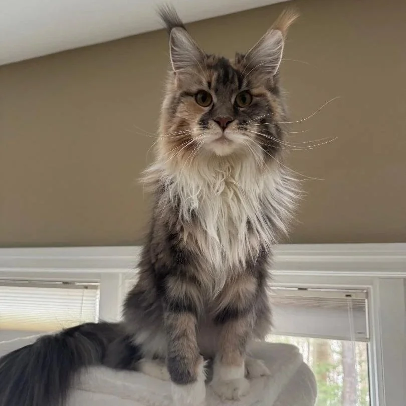 A fluffy, long-haired Blue Torbie Maine Coon with a white chest and paws sitting on a white surface, looking directly at the camera.