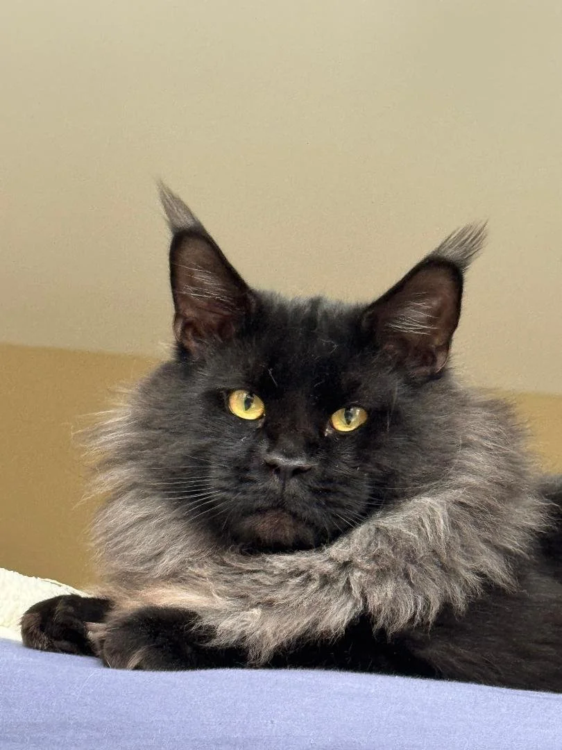 Close-up of a long-haired black cat with yellow eyes, lying down on a surface, with a fluffy collar around its neck and the background showing a neutral wall.