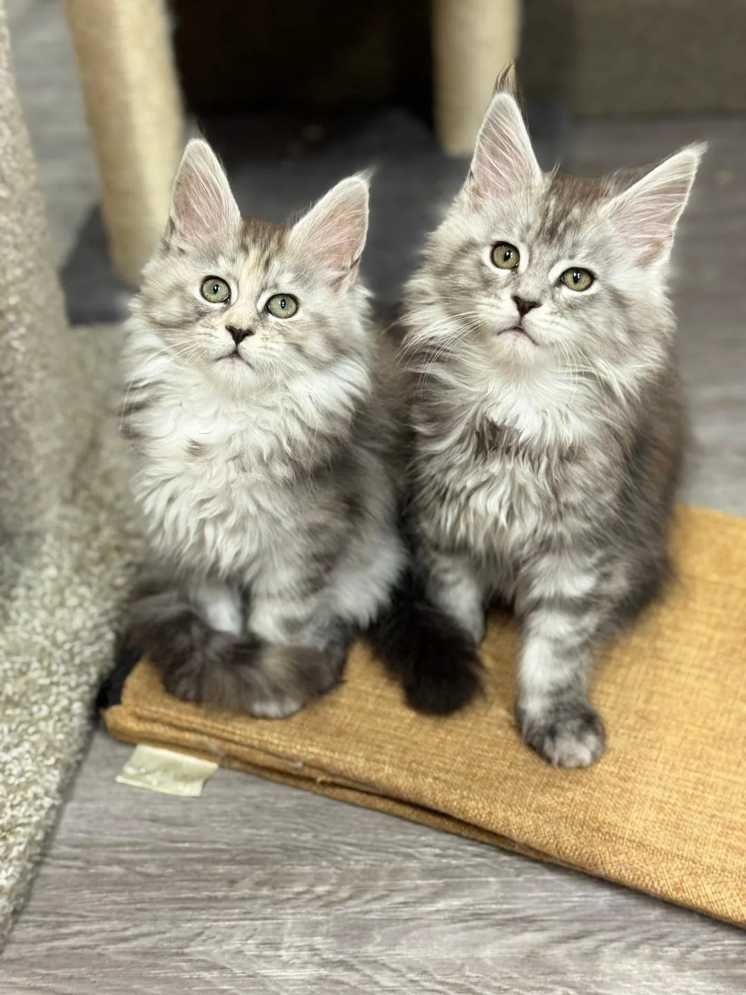 Two fluffy gray Maine Coon kittens sitting on a brown mat, looking at the camera with green eyes.