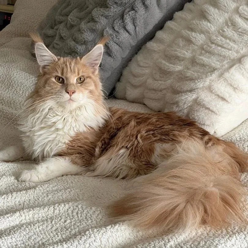 A large, fluffyred and white Maine Coon cat lying on a cozy white blanket with plush pillows in the background.