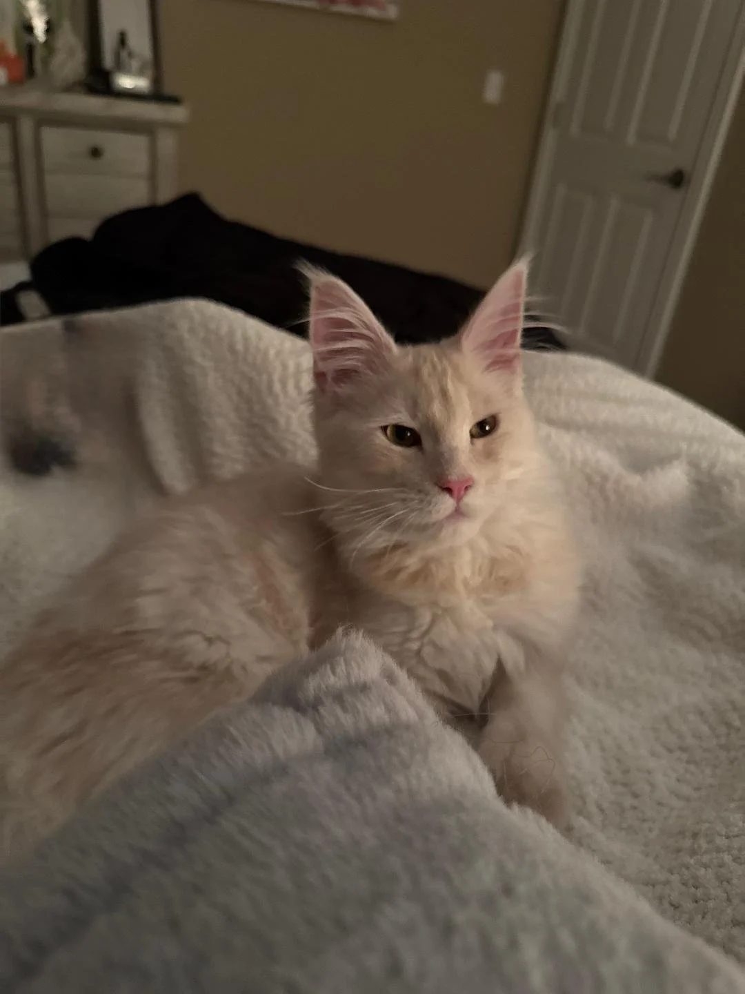A light-colored, fluffy Maine Coon cat with pink ears and a pink nose resting on a bed.