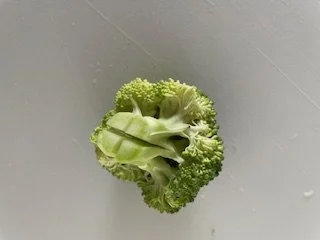 A broccoli floret with a square cut in the stem
