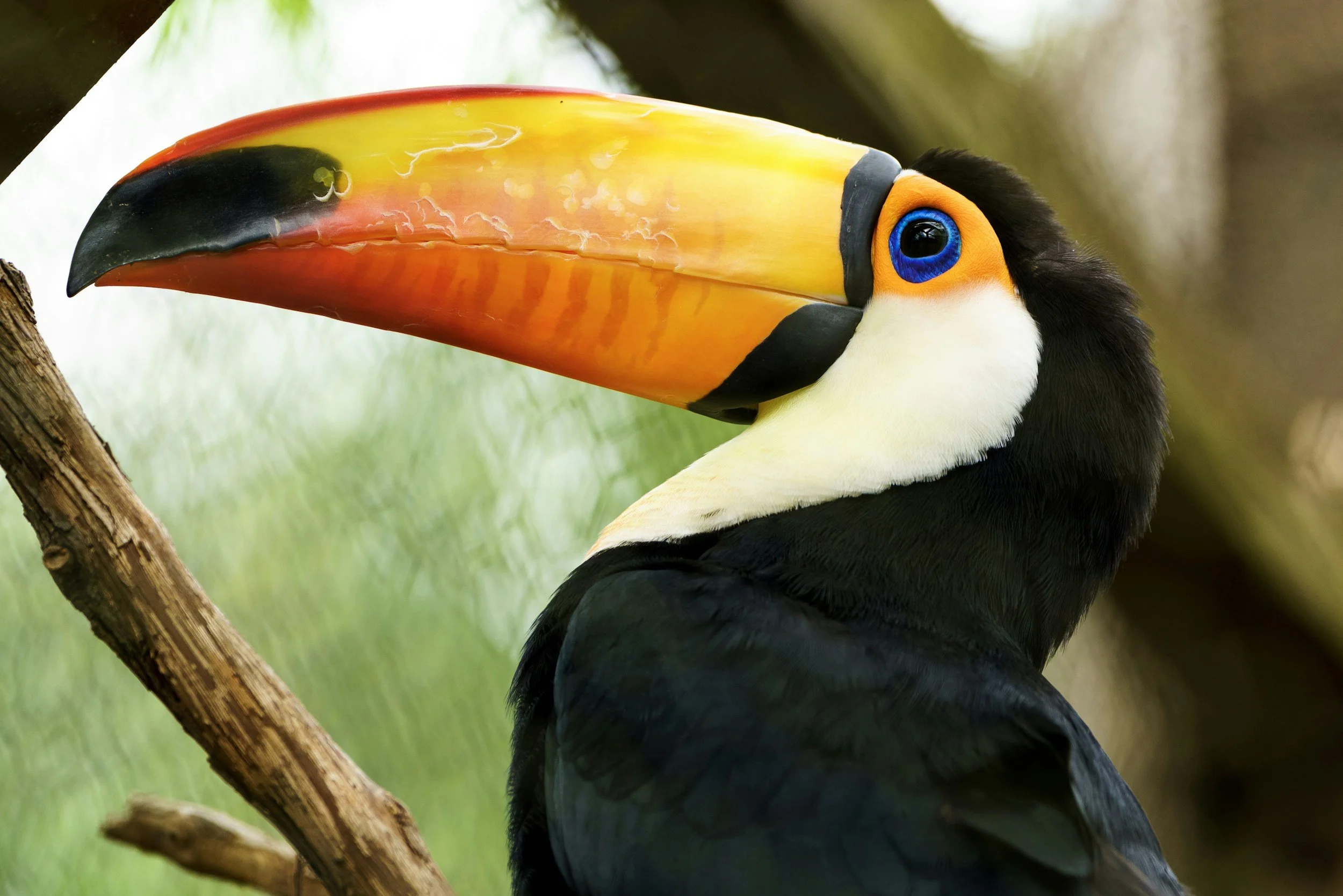 A close up of a Toucan's head and vivid orange beak