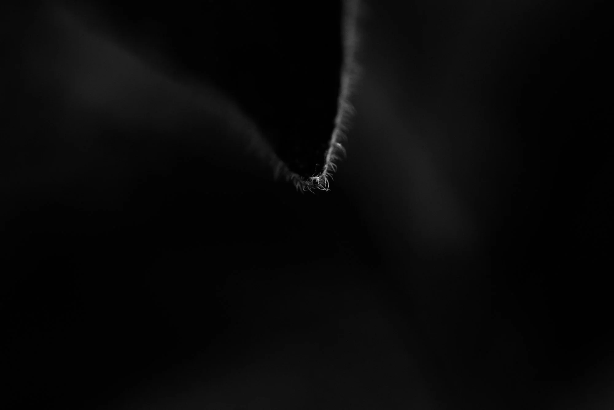dwwsseason1 (8).jpg