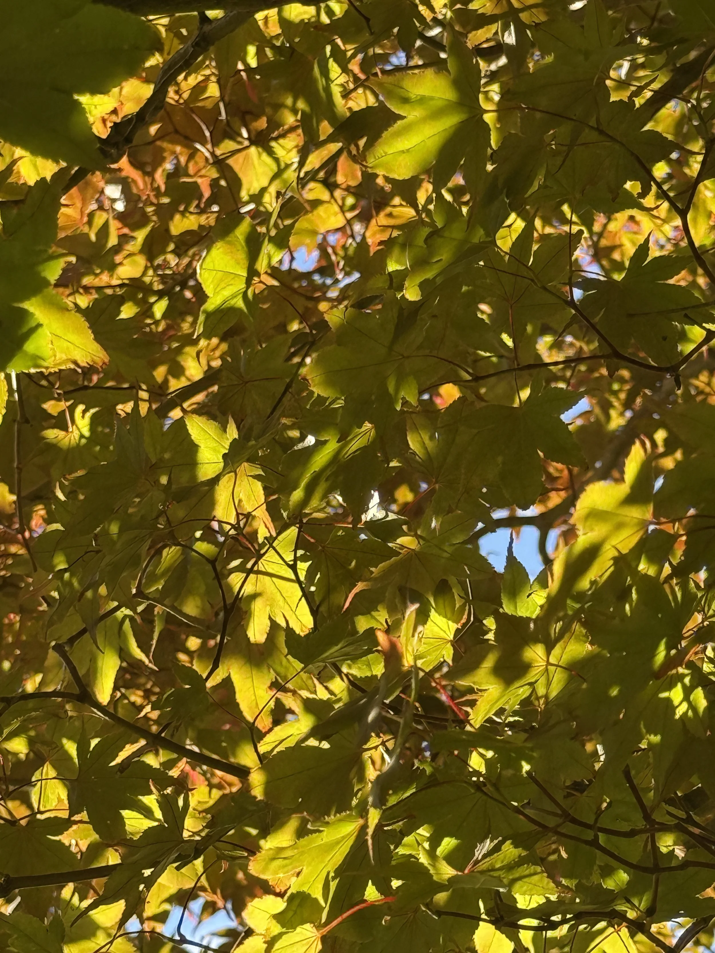 IMG_3854.jpeg