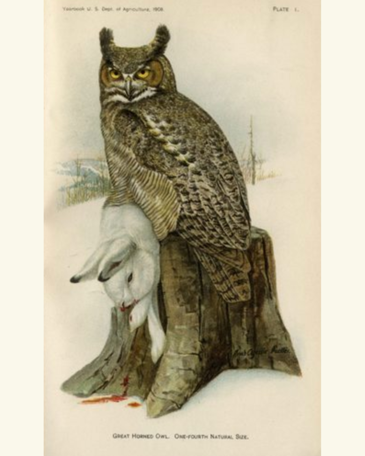 Great Horned Owl - Unframed.png