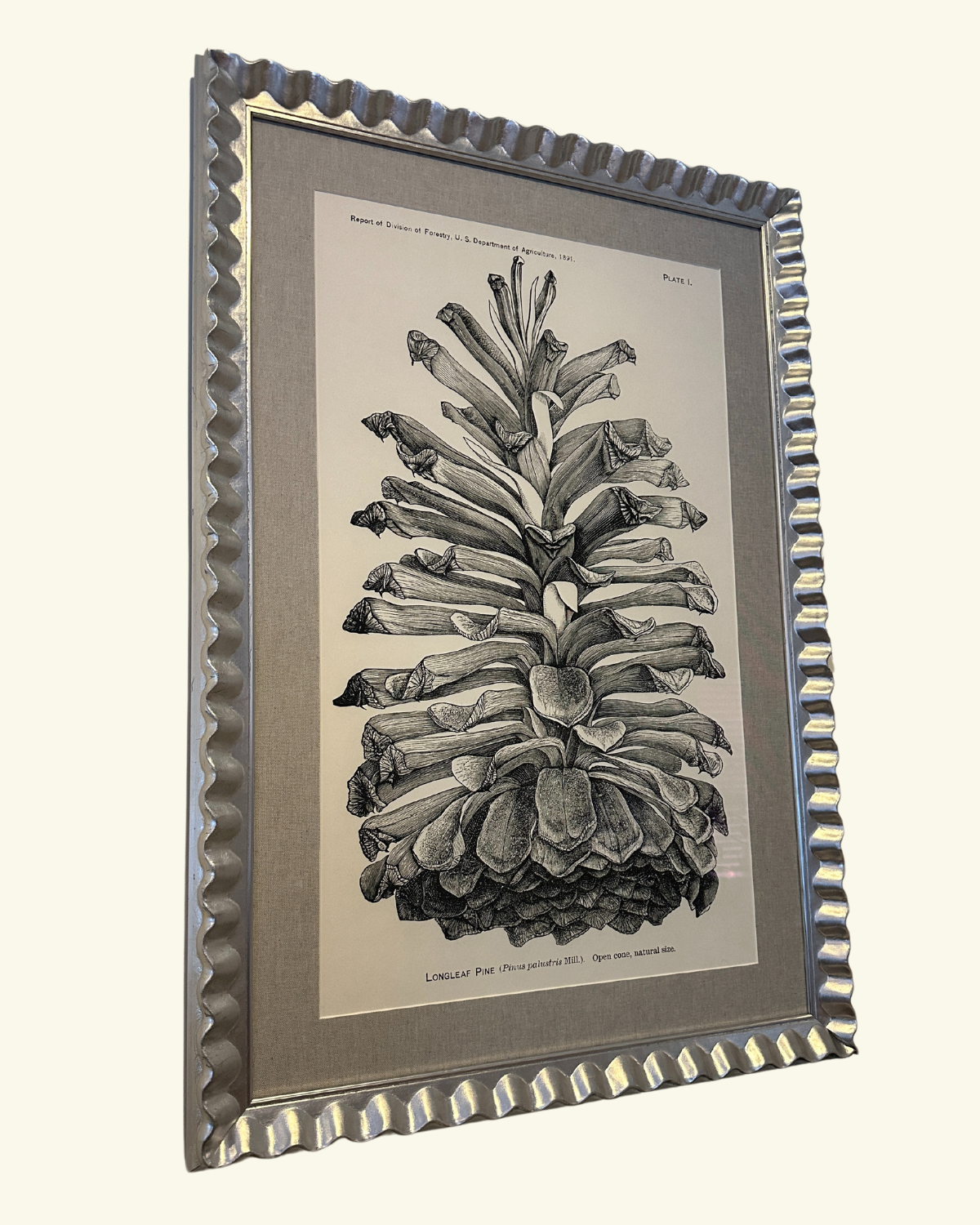 Longleaf Pine 2.png