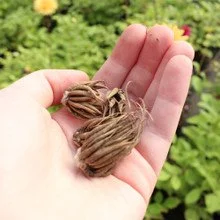 Ranunculus-corms__48870__29002.jpg