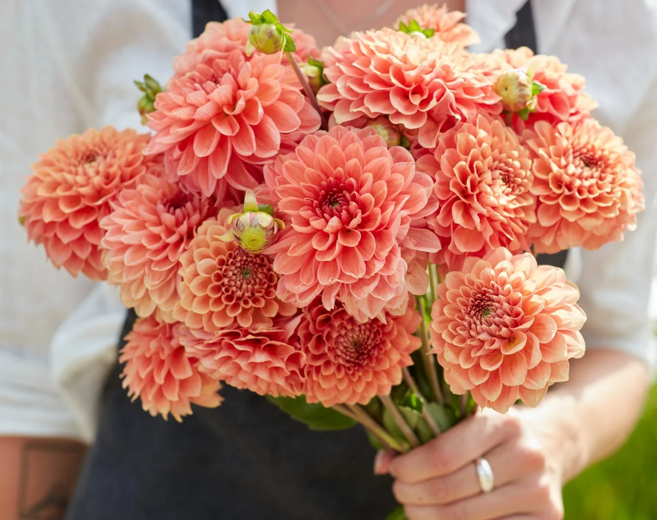 Pre Sale Freeman is a hardworking variety that blooms steadily throughout the season. It offers a relaxed garden look with excellent repeat flowering.