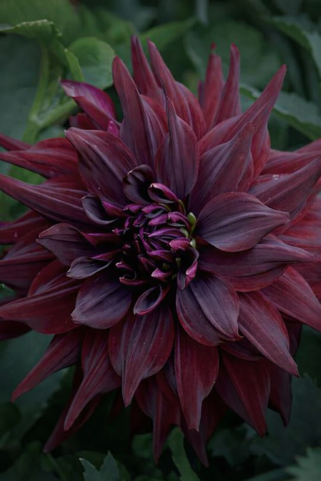 Dinnerplate - Brigitta Alida