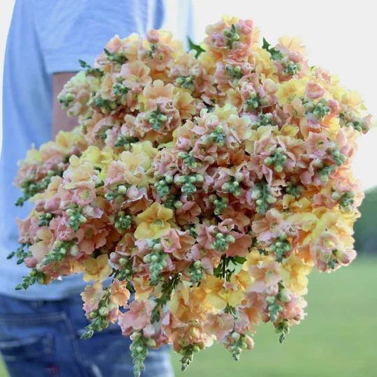 1-1_12_67e0530f-edb0-4651-a7a3-fa93dc447c10_540x (1).webp