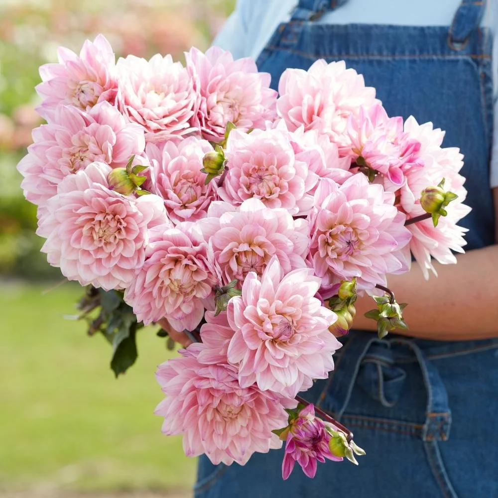 Pre Order Sales  🌸 KARMA PROSPERO Part of the renowned Karma series