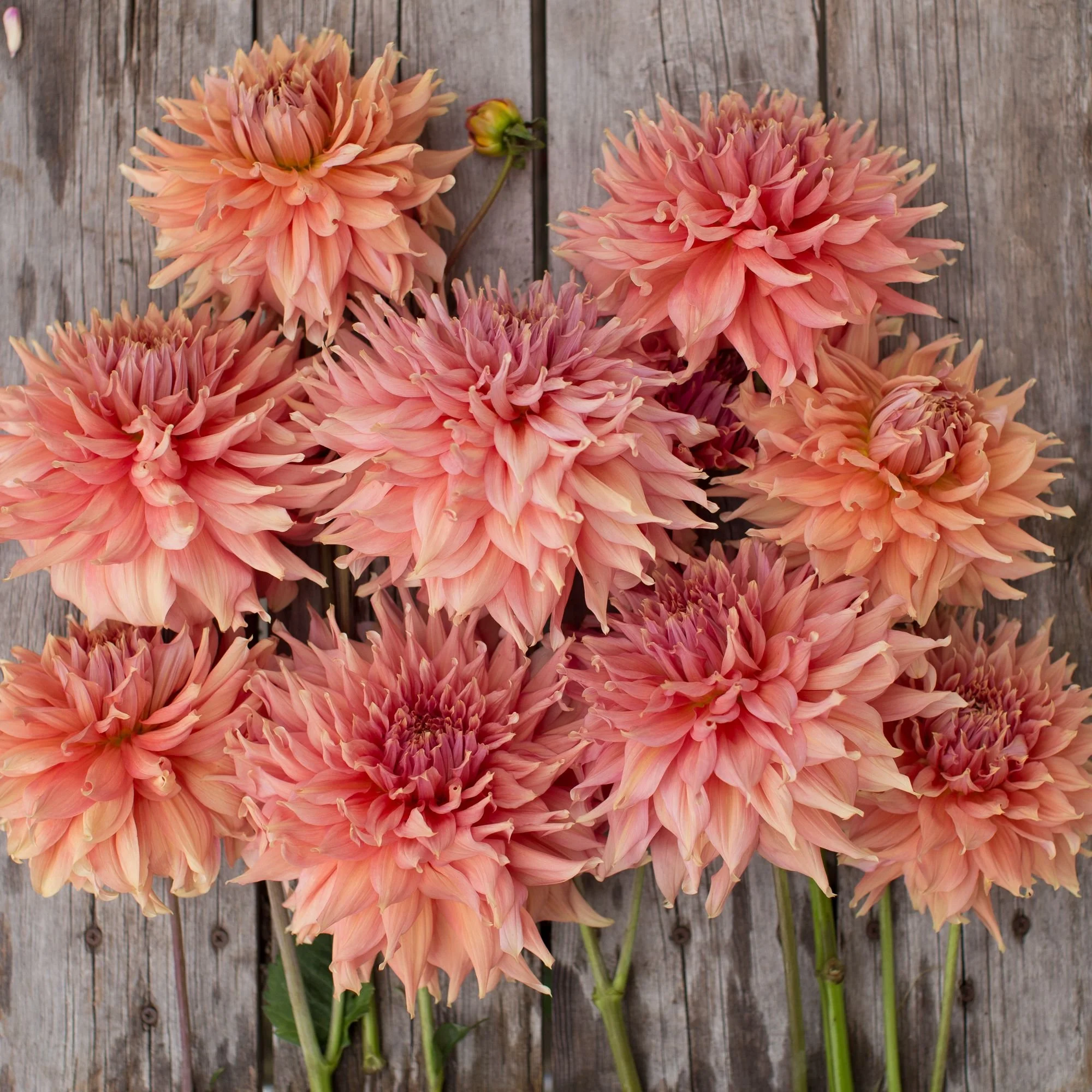 Dahlia Dinnerplate rich apricot, coral to rose petals
